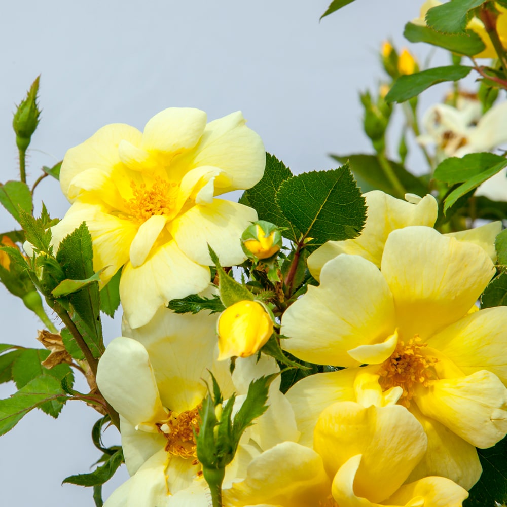 Perfect Plants LOSUNNYKOROSE1G roses - View #7