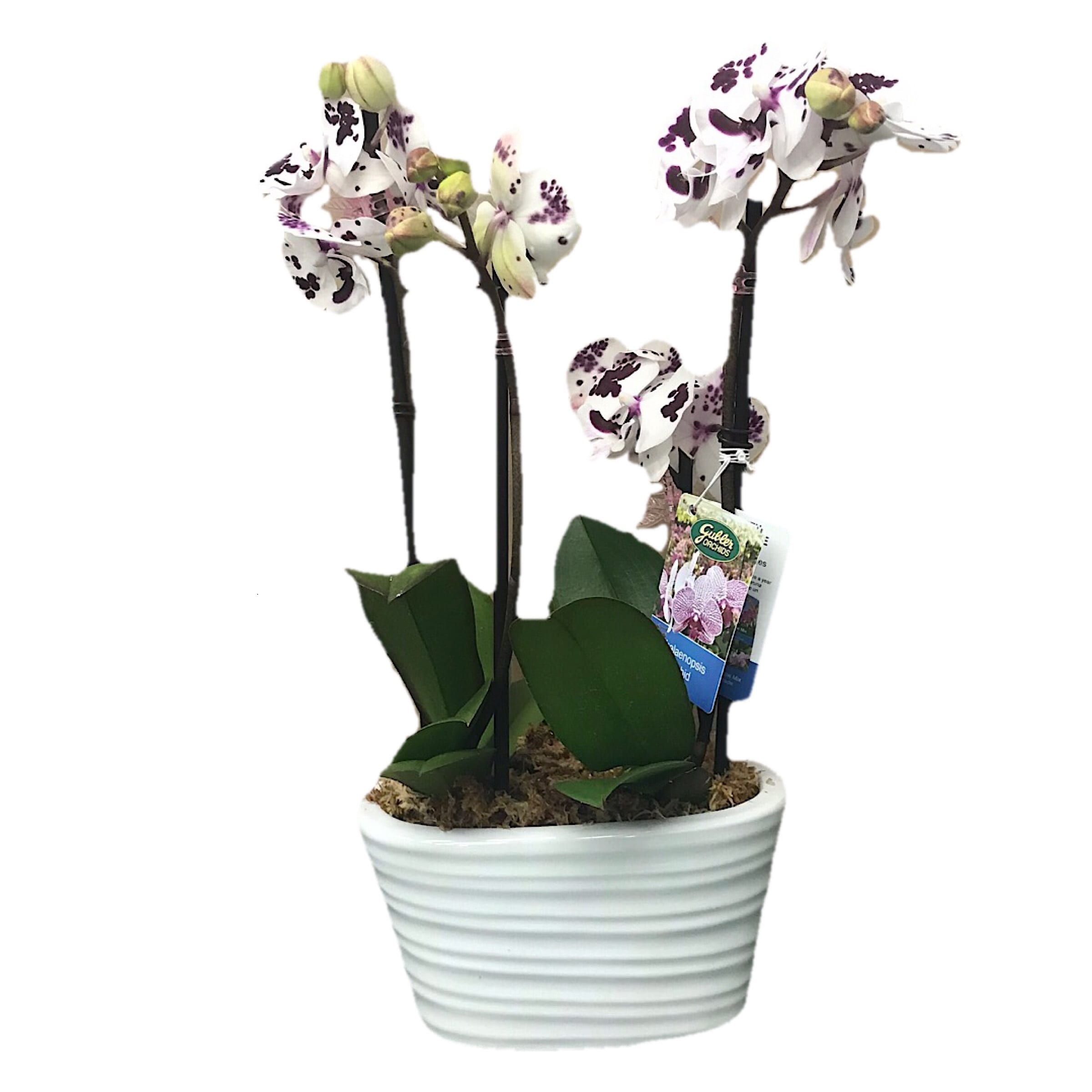 Gubler 233203 Multicolor Orchid House plant in 2.5 Pint(s) Planter 1.0 -Pack