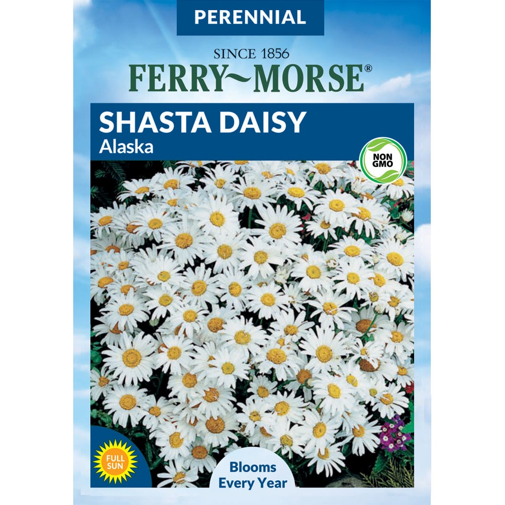 Shasta Daisy Alaska Flower Flower Seeds at Lowes.com