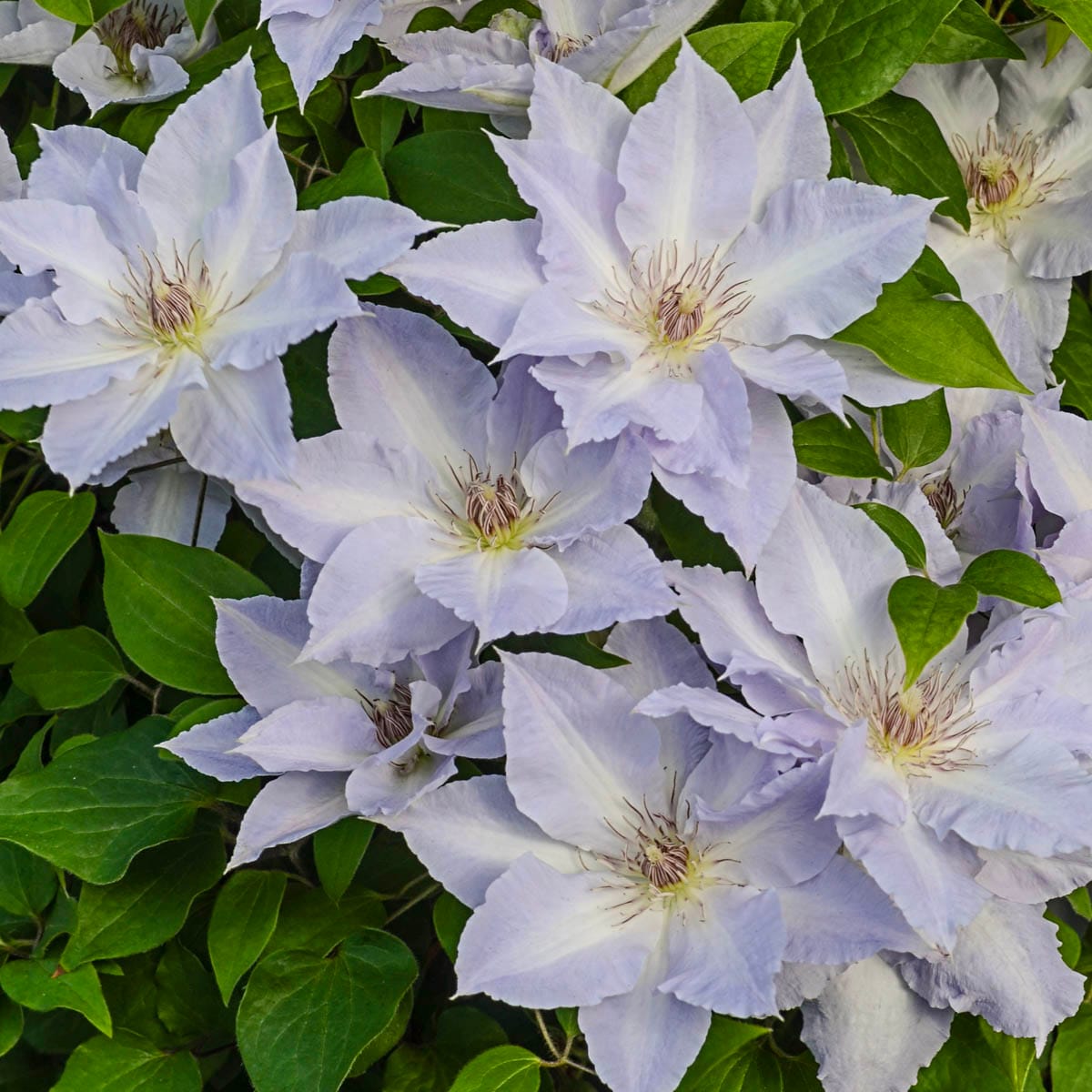 Spring Hill Nurseries 63898 Lavender Tranquilite Clematis Vining Perennial Plant Plant in 1 -Pack Bareroot 1.0 -Pack