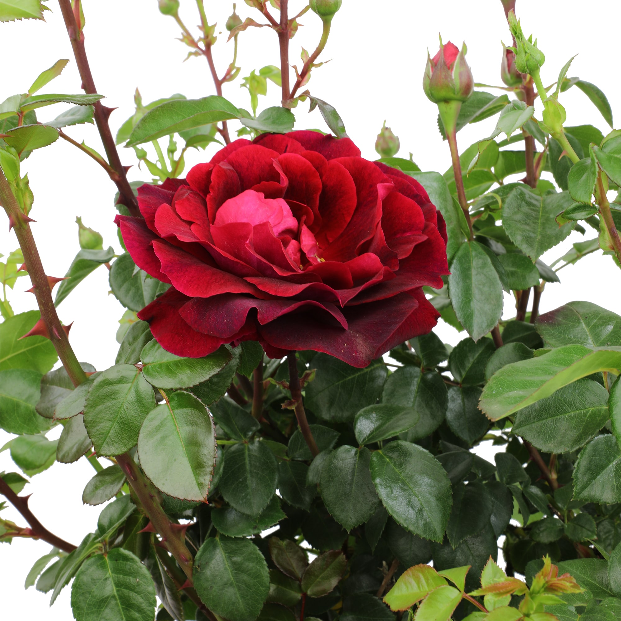 Altman Plants Red True Bloom True Spirit Rose 8-Quart in Pot in the ...