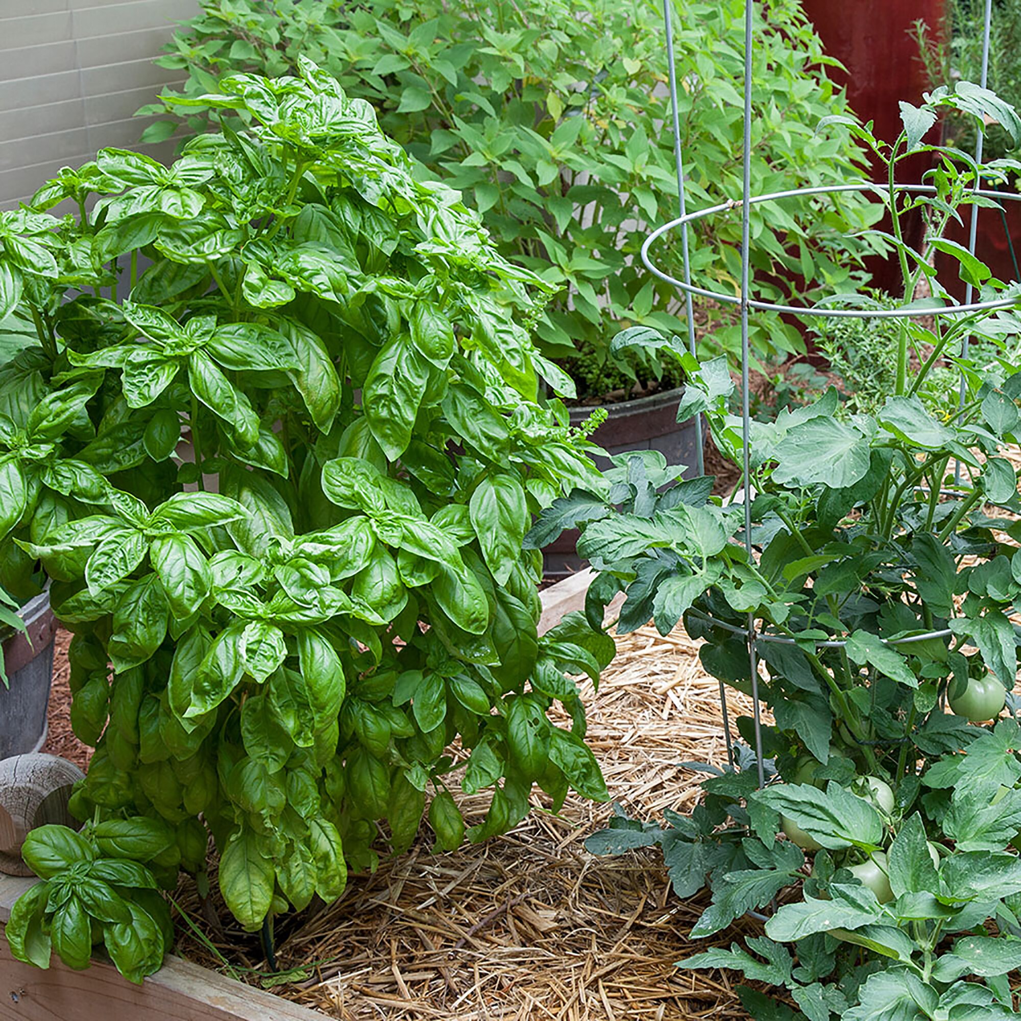 Bonnie Plants Sweet Basil in 2.32 Quart Pot at Lowes