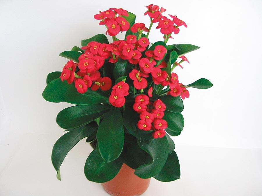  NURSERY Red Thai Crown Of Thorns Flowering Shrub In Pot (With Soil)