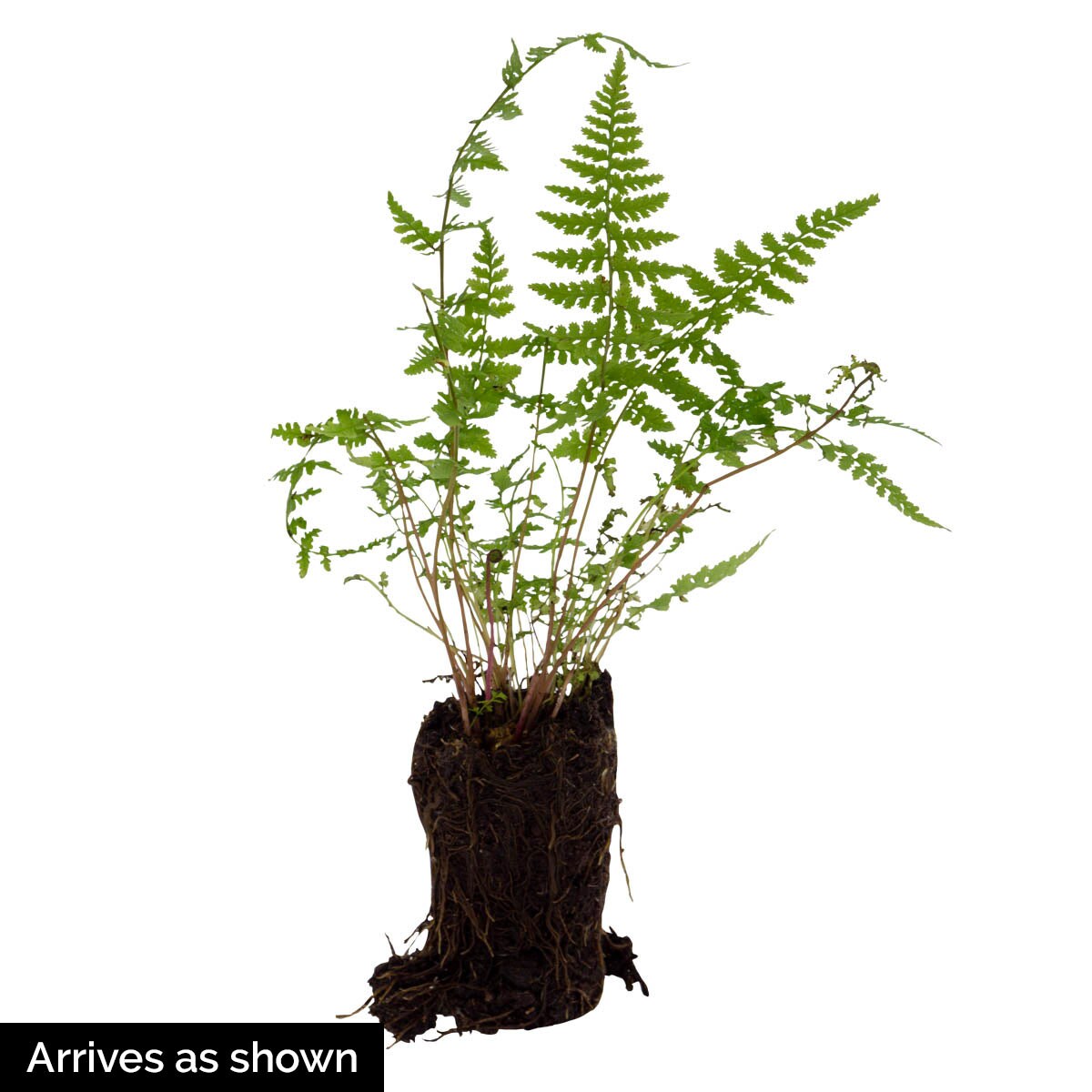 Direct Gardening 95476 perennials - View #4