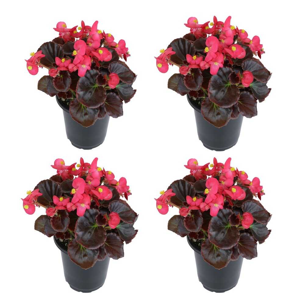 Altman Plants  4-Pack Begonia Bronz Pink at 