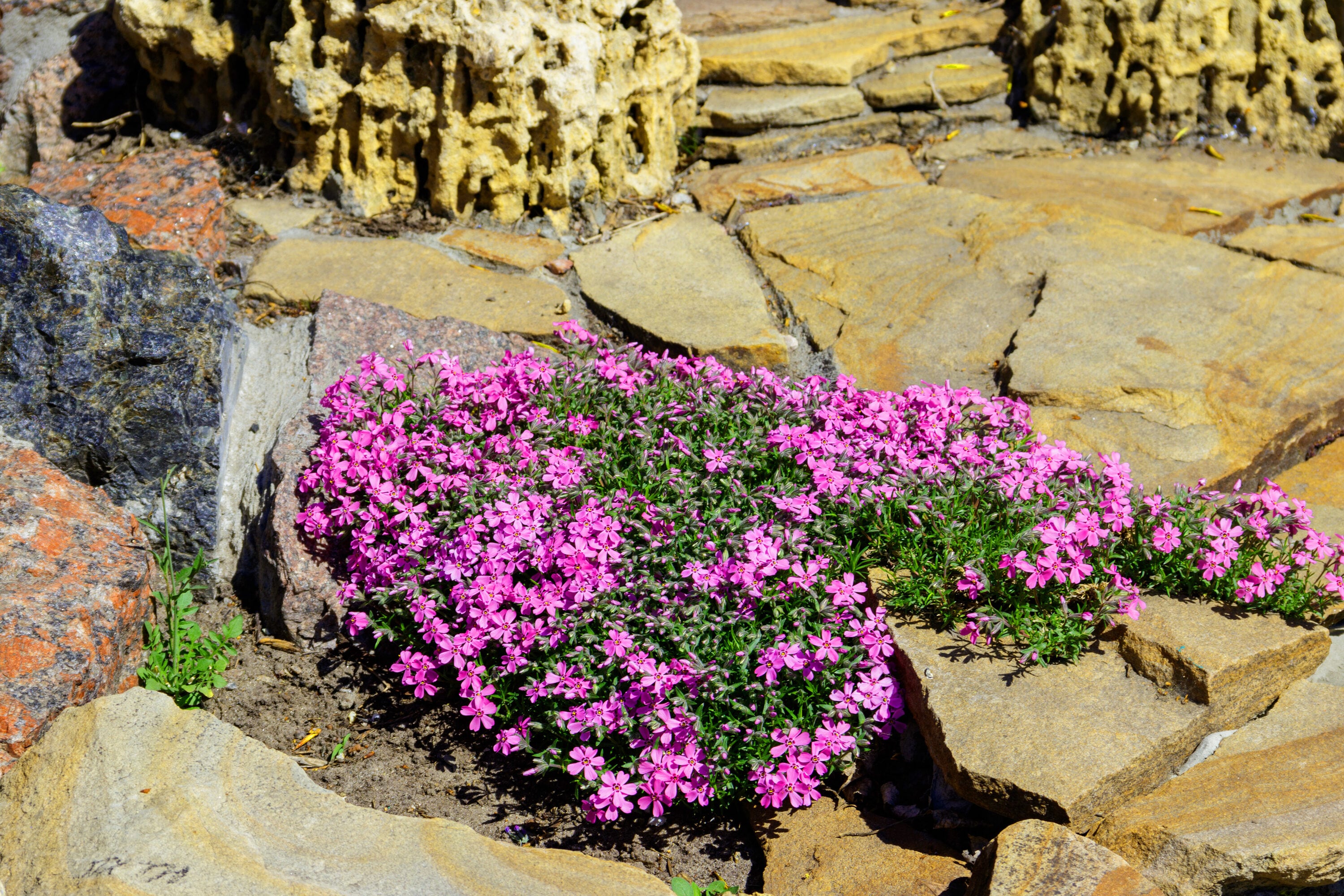  1148 perennials - View #4
