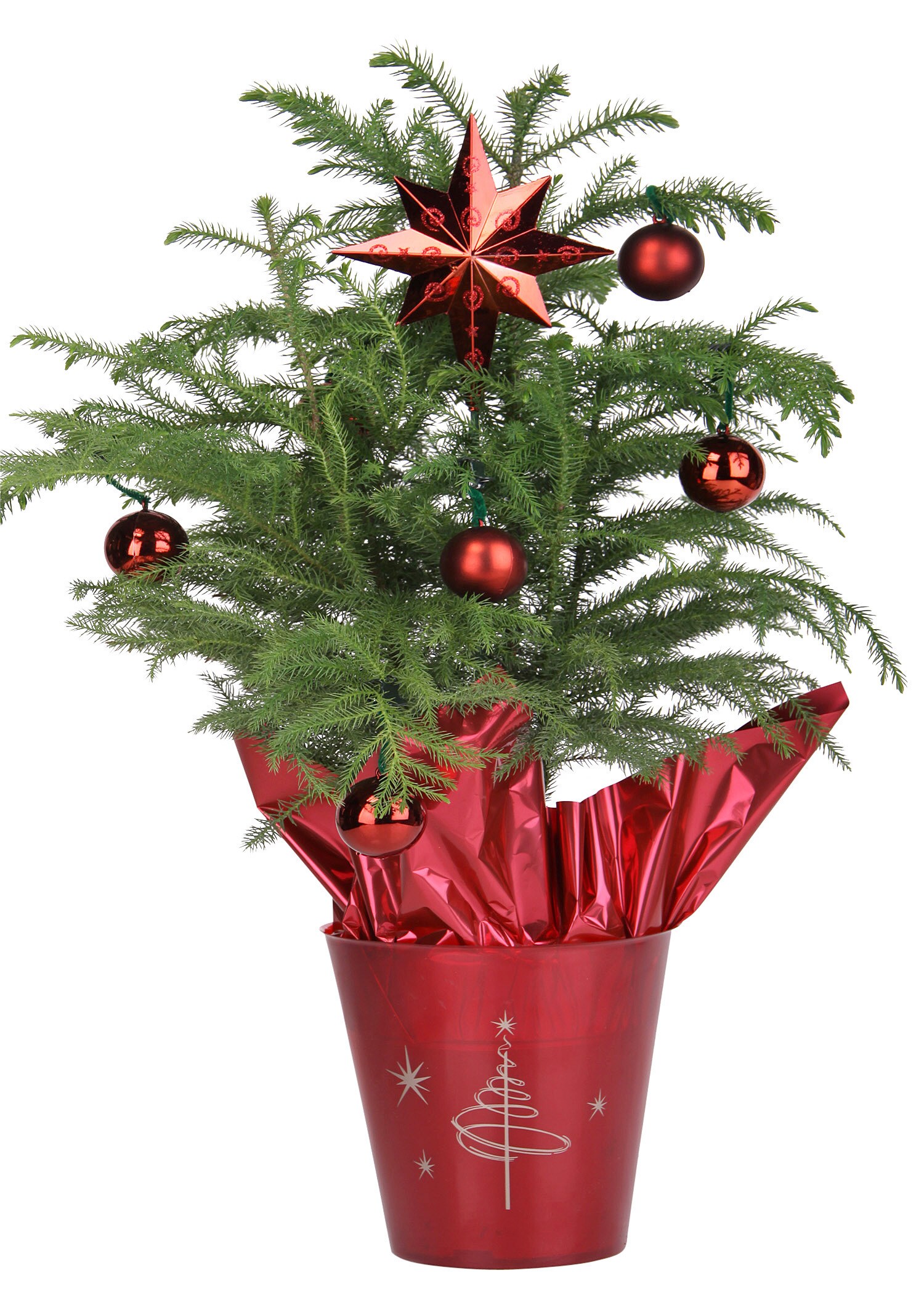 Holiday Living NURSERY annuals - View #3