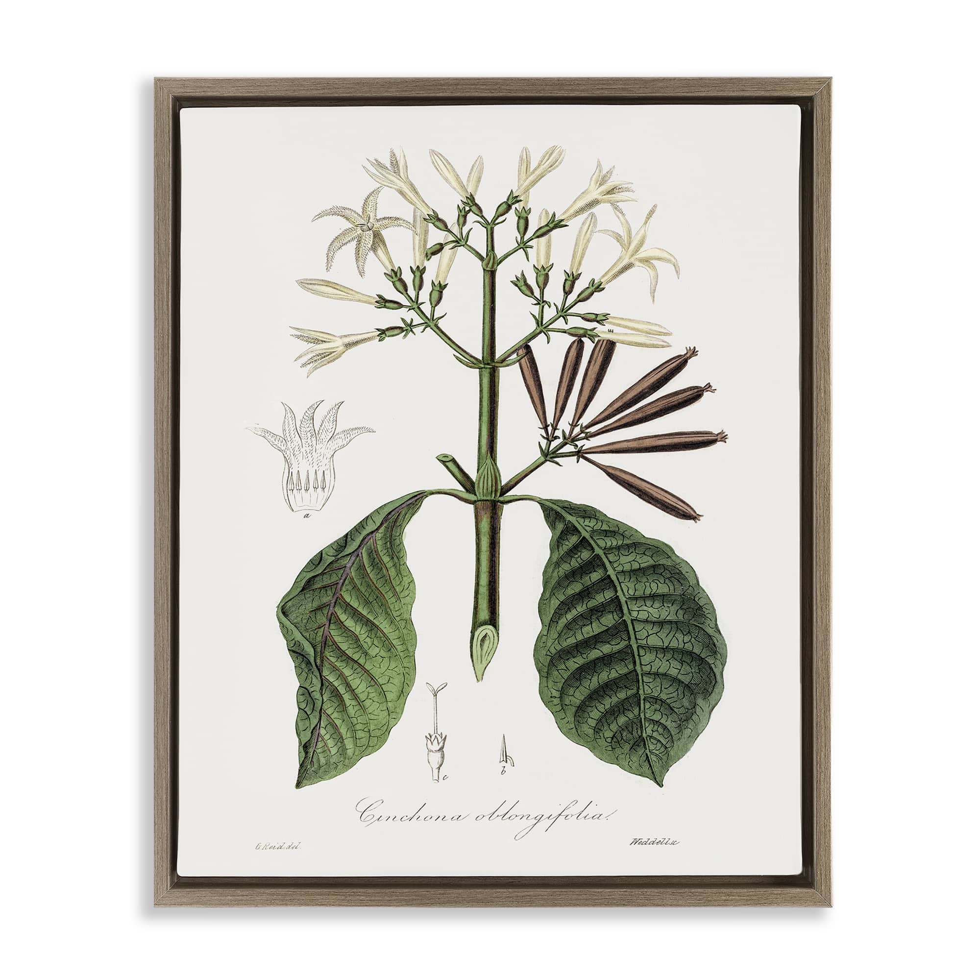 Stupell Industries BS-208-FFE-16X20 Vintage Flora Study Brown Framed Floater Canvas Wall Art By CAD Designs 17 x 21