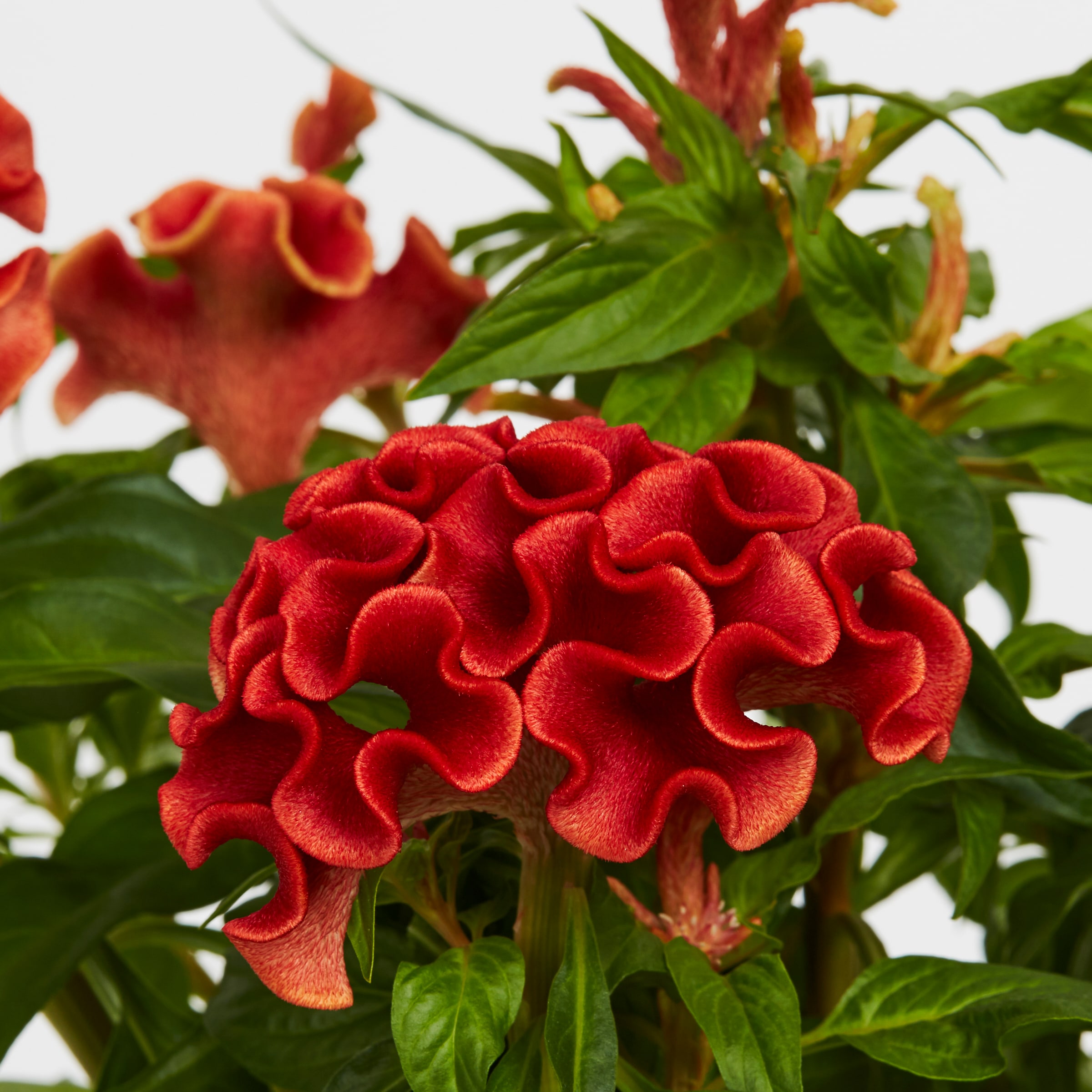 Lowe's NURSERY annuals - View #4