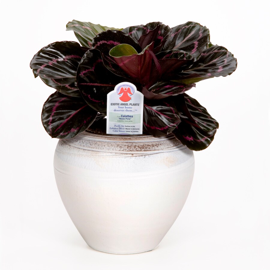 Exotic Angel Plants 49ORL010030-37 Tabletop in Planter