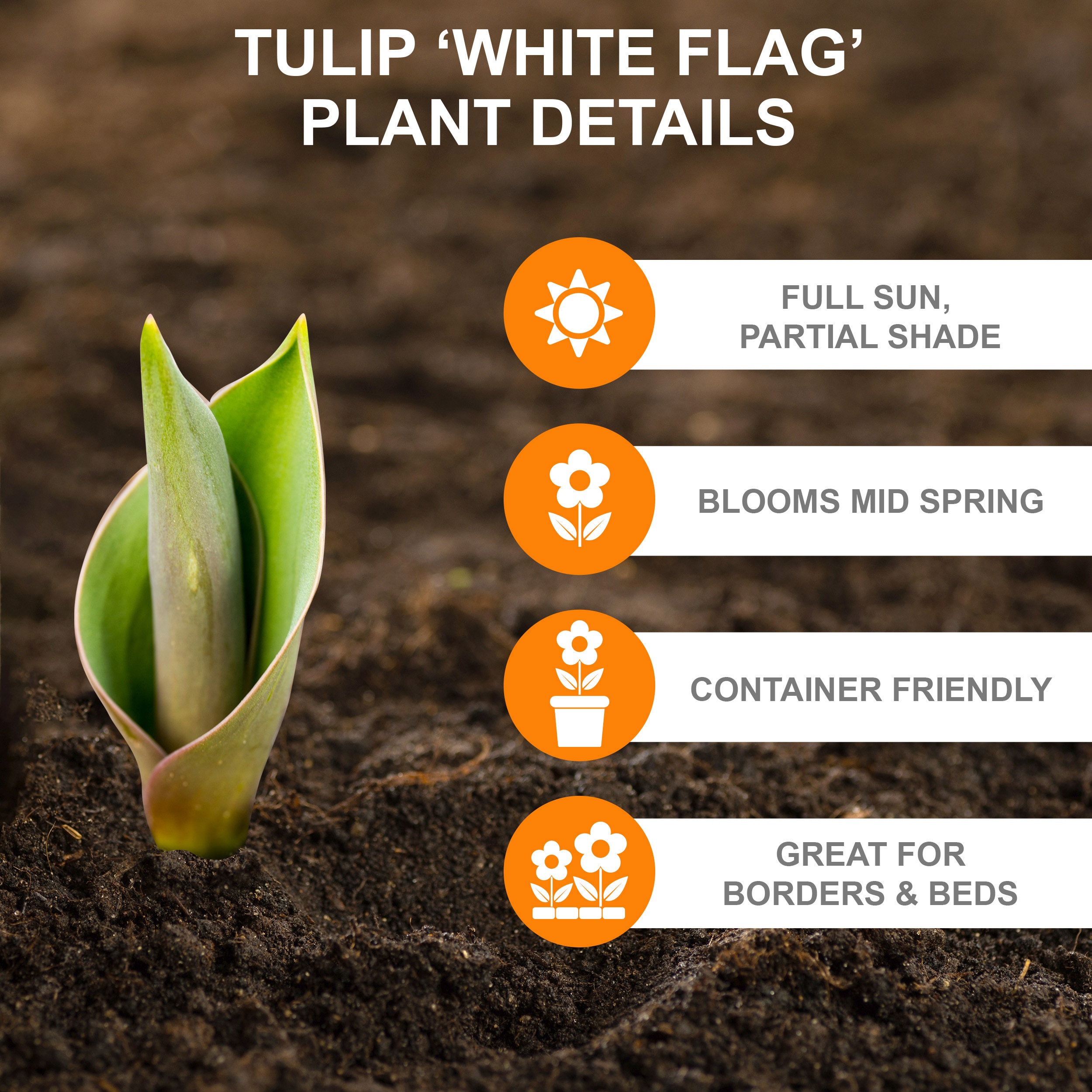 Garden State Bulb ECF-126-100-04 Plant-Bulbs - View #2