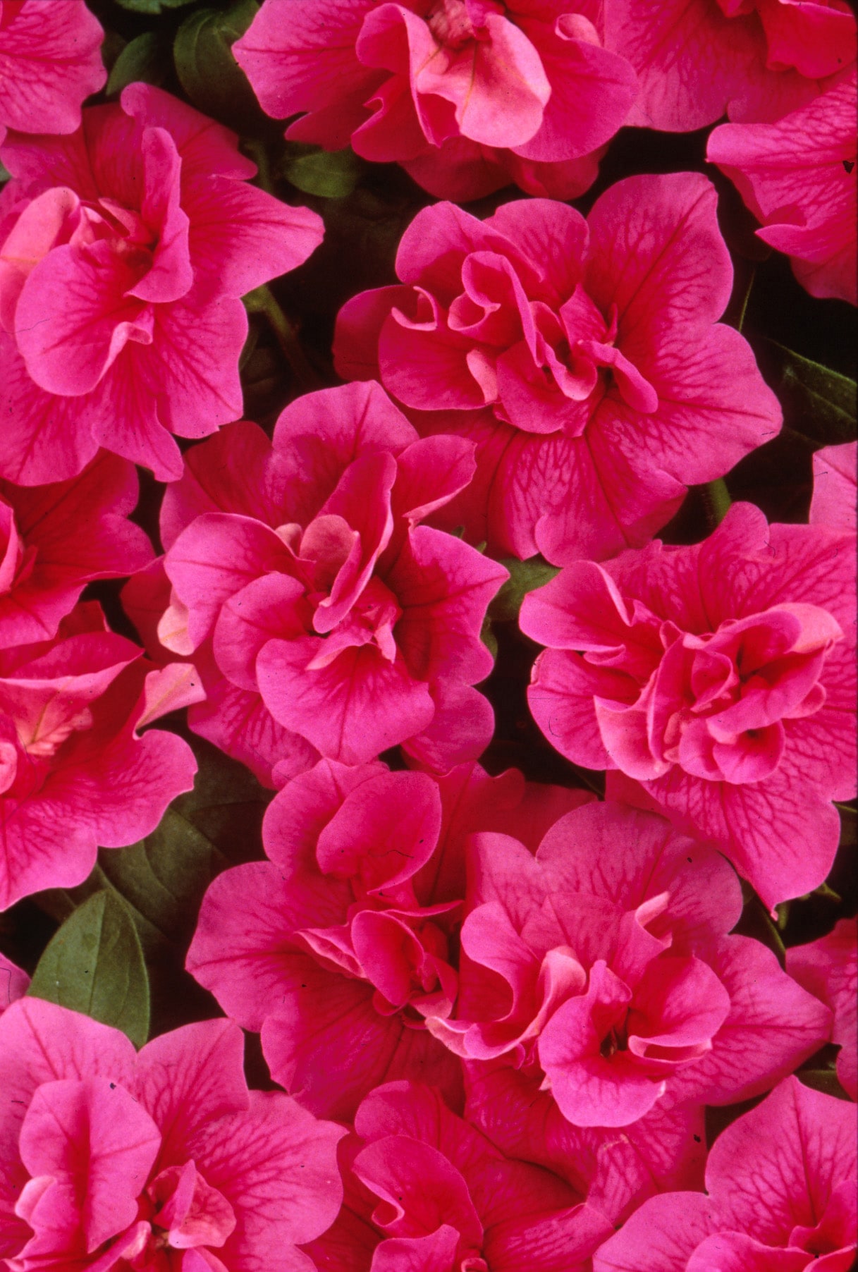 Lowe's NURSERY annuals - View #5