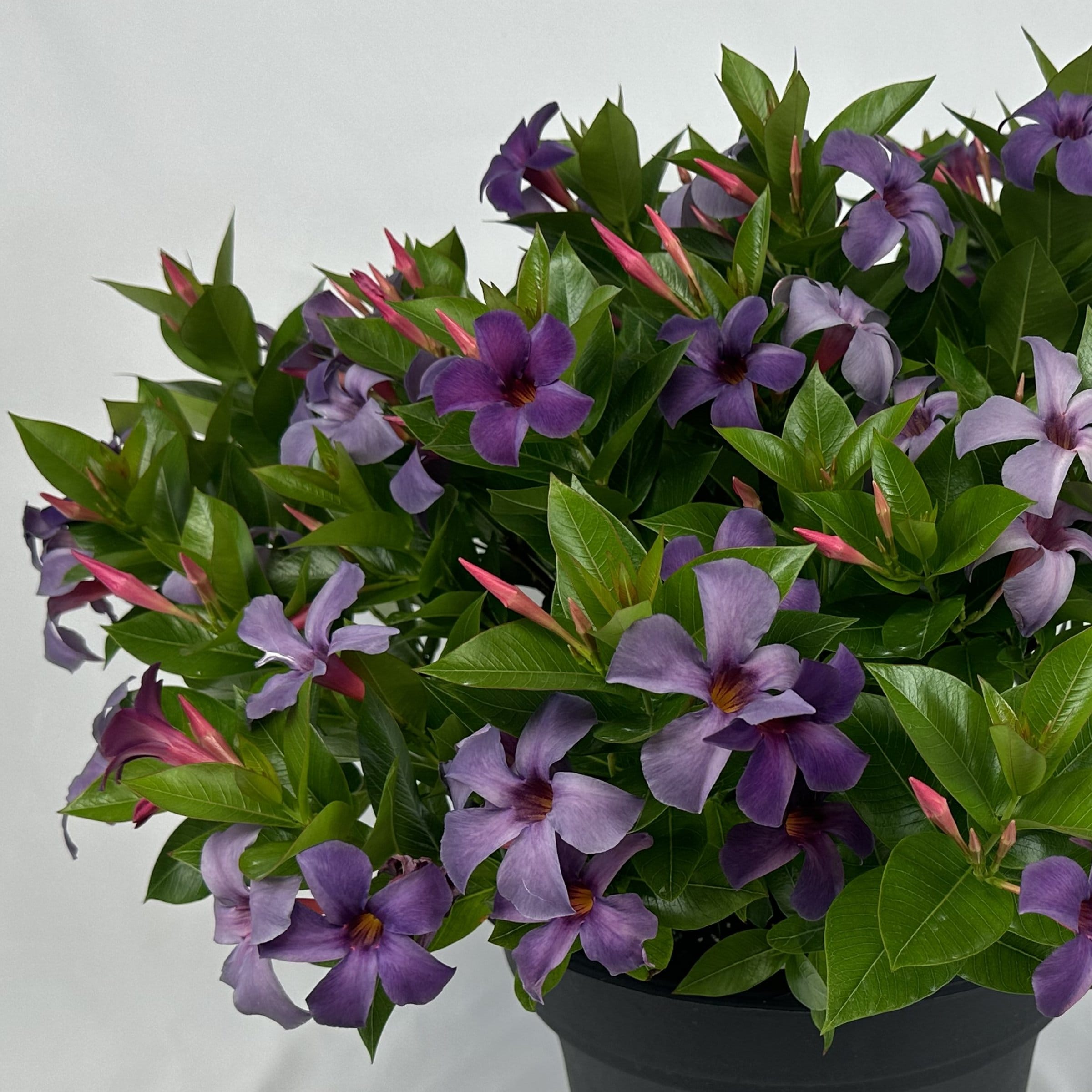 National Plant Network LW2157 annuals - View #2