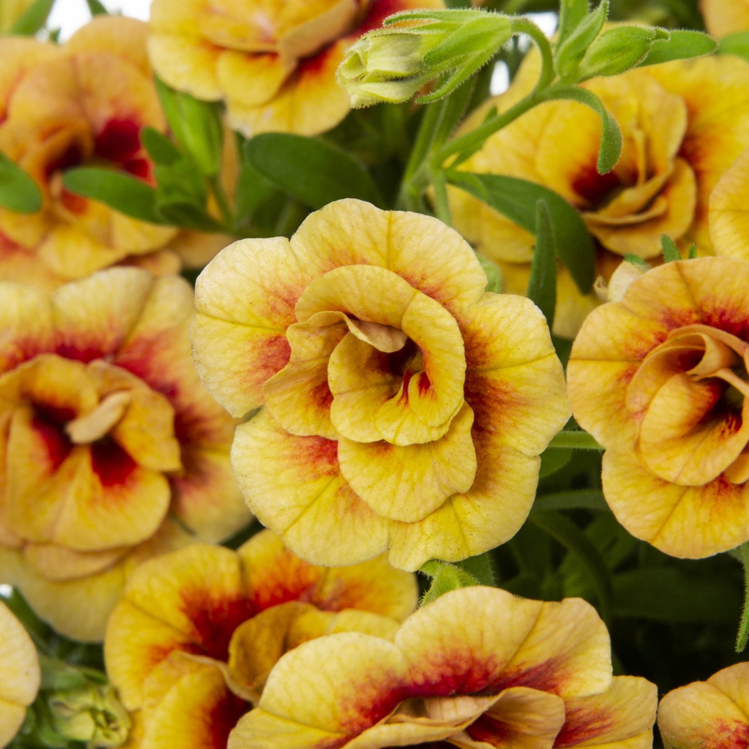 Lowe's NURSERY annuals - View #2