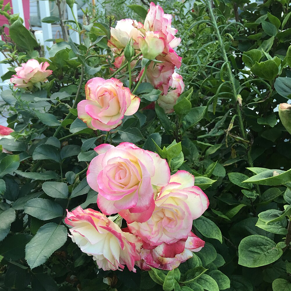 Spring Hill Nurseries 78579 roses - View #2