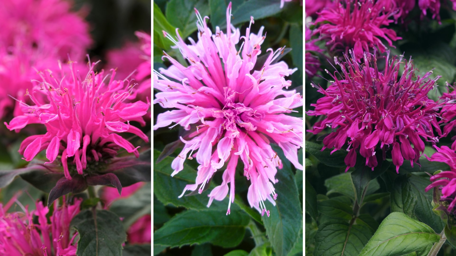 National Plant Network LW1581 perennials - View #4