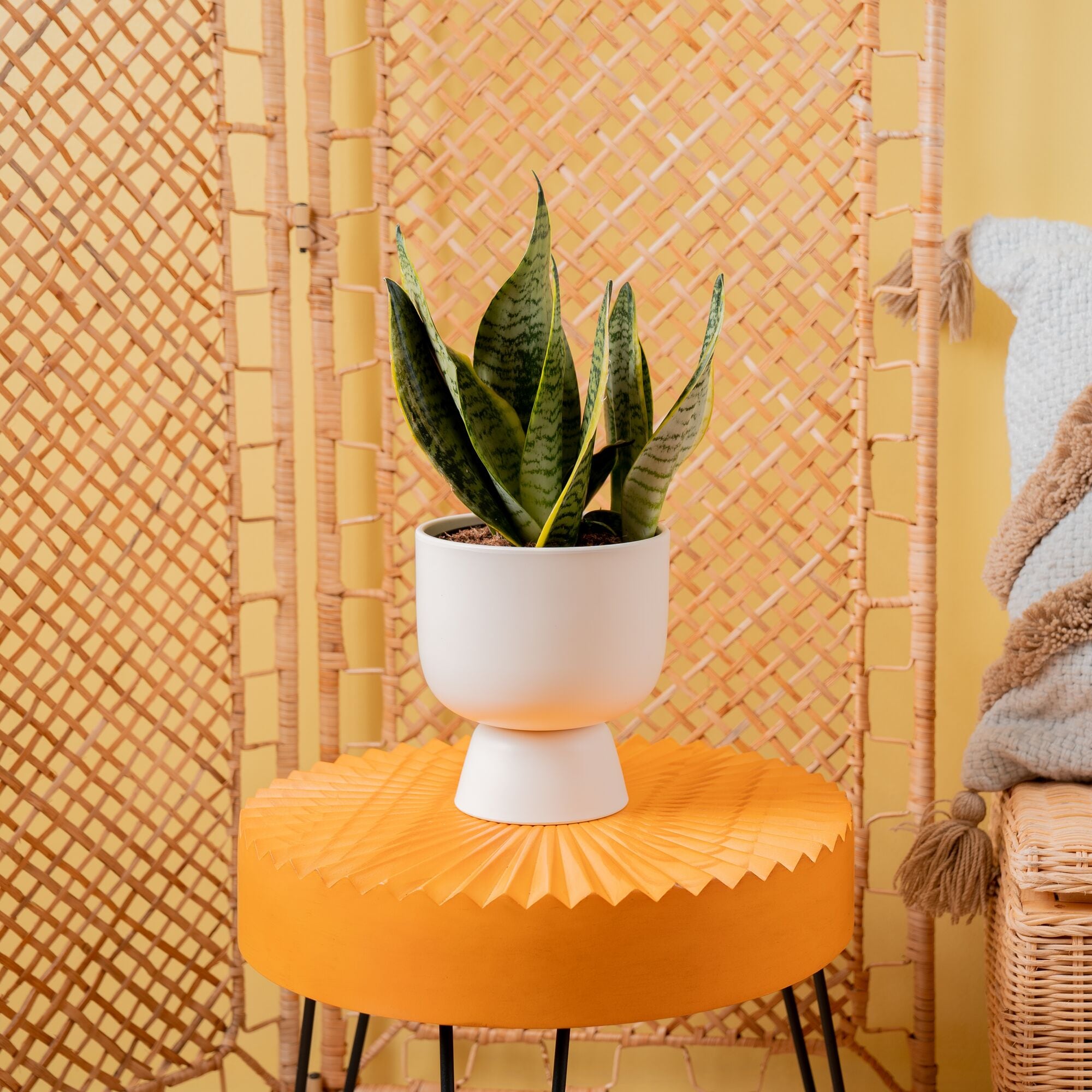 Costa Farms M-SLV-P-BEI-01-LW hseplants - View #2