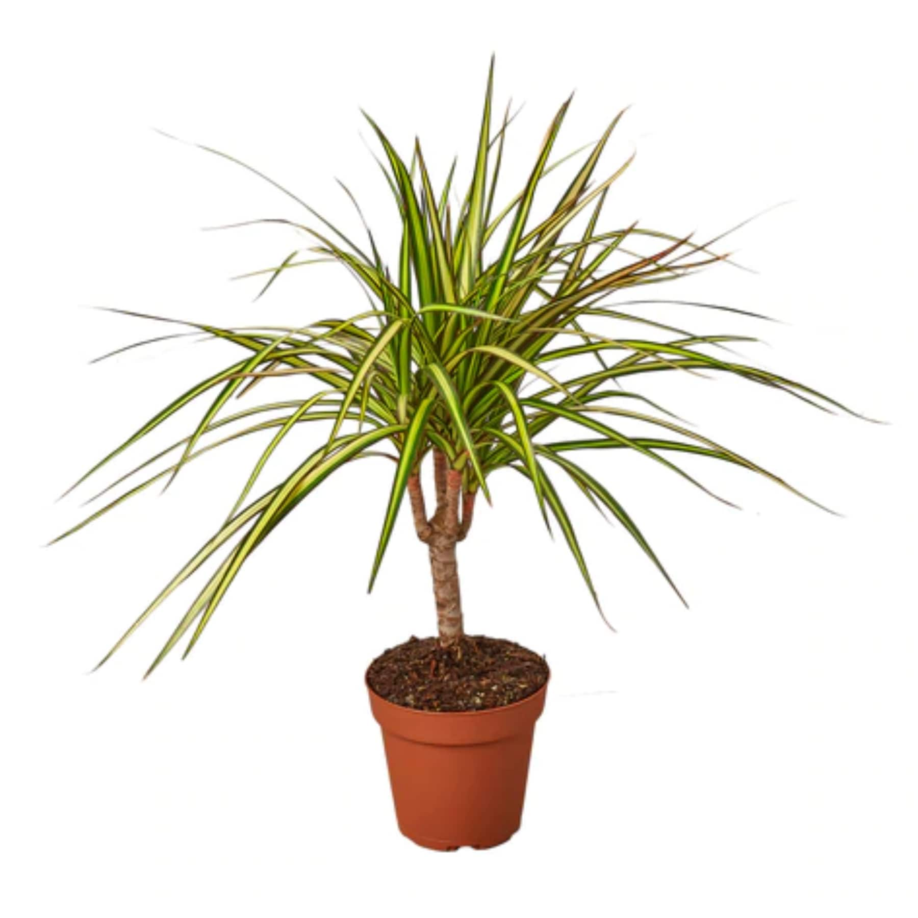 House Plant Shop Dragon Tree House Plant in 1-Pack Pot at Lowes.com