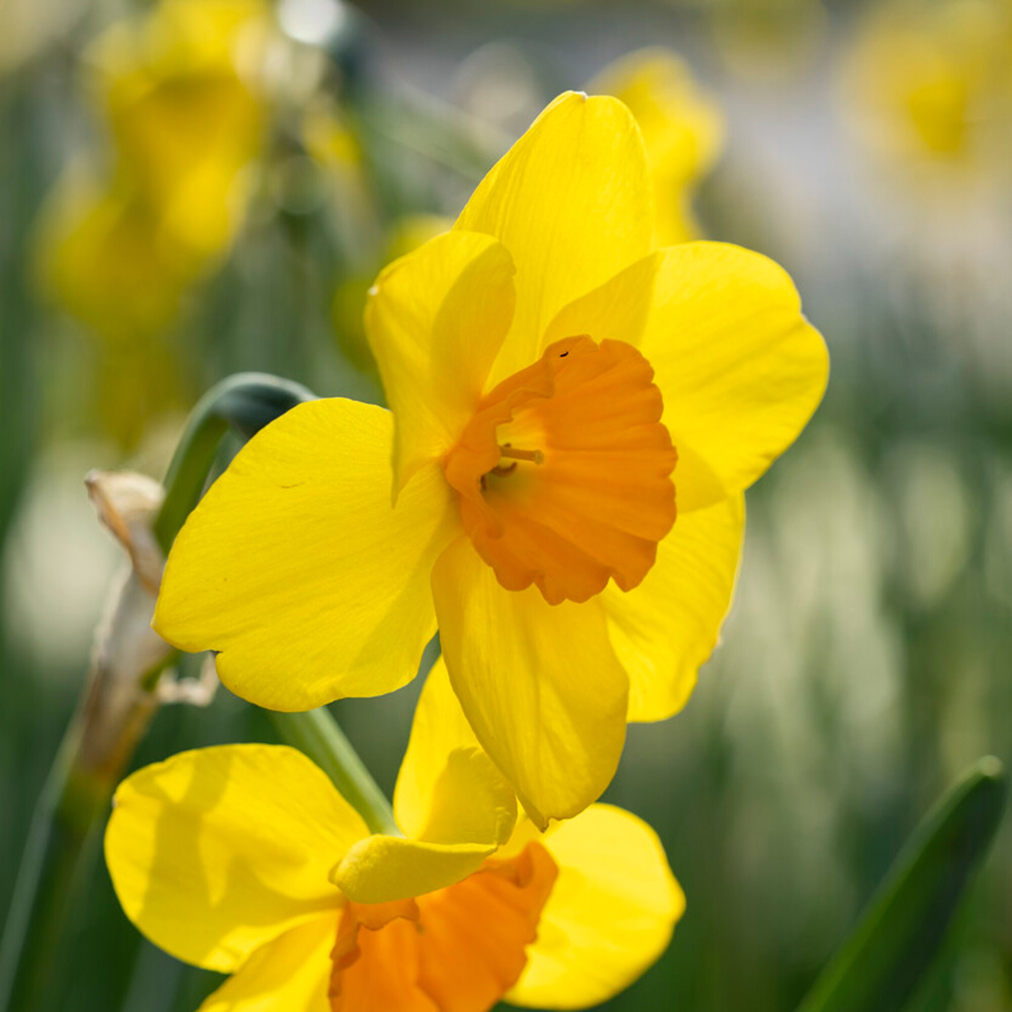 Garden State Bulb ECF-115-25-01 Multicolor Cornish Dawn Tazetta Daffodil Bulbs 25 Count