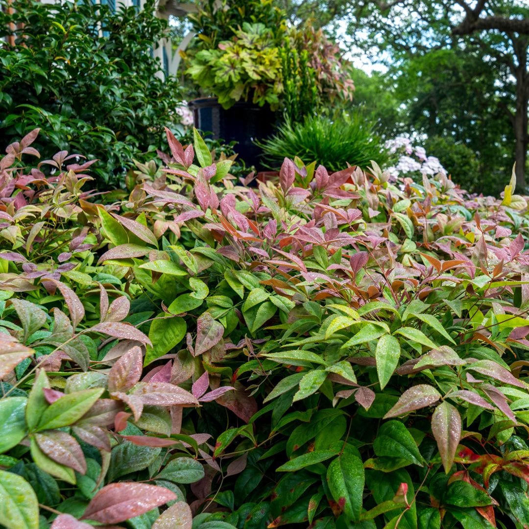 Southern Living Plant Collection 4307Q-1 shrubs - View #5
