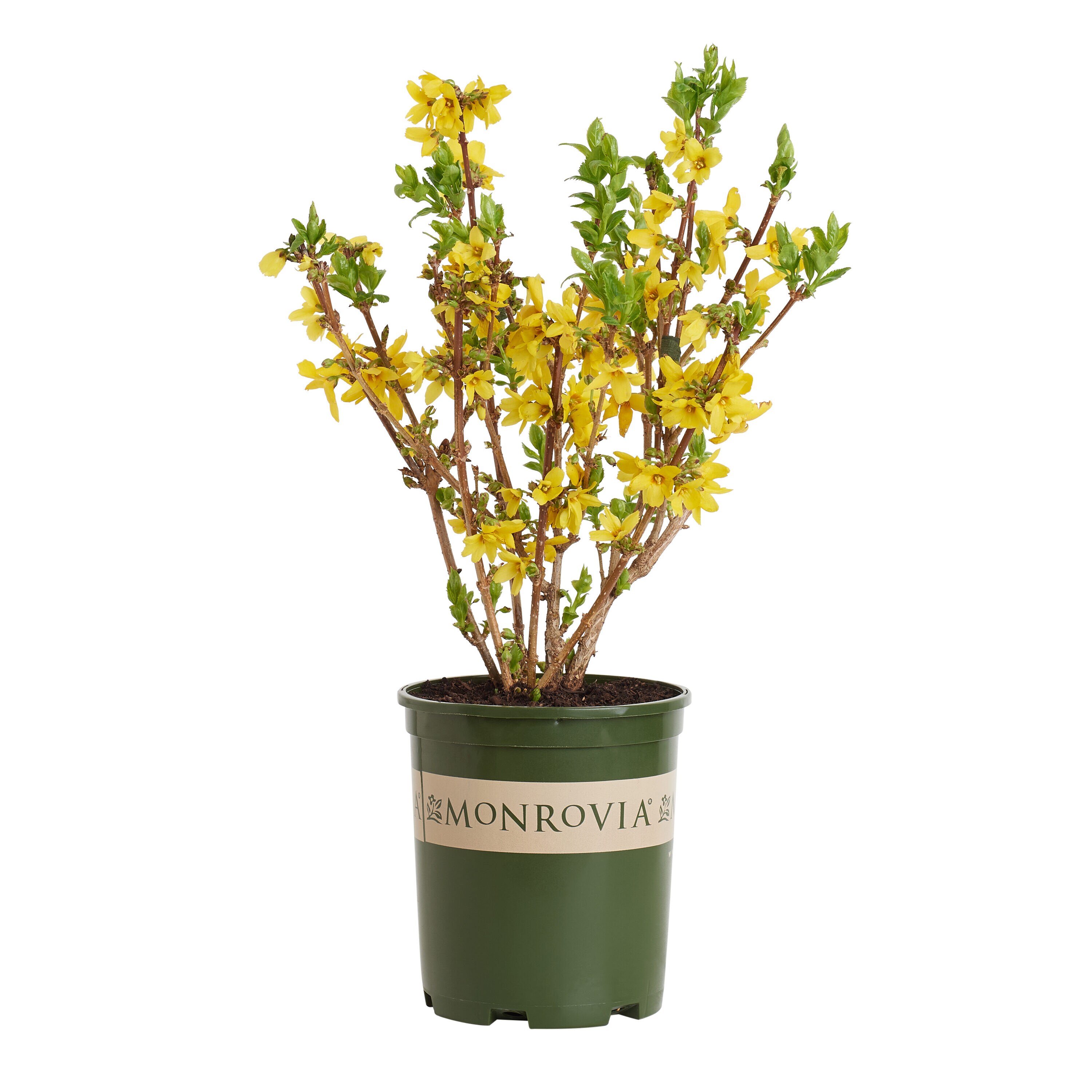 Monrovia 017542 Magical Gold Forsythia Flowering Shrub in 1.73 -Gallon Pot 1 -Pack with Yellow Blooms