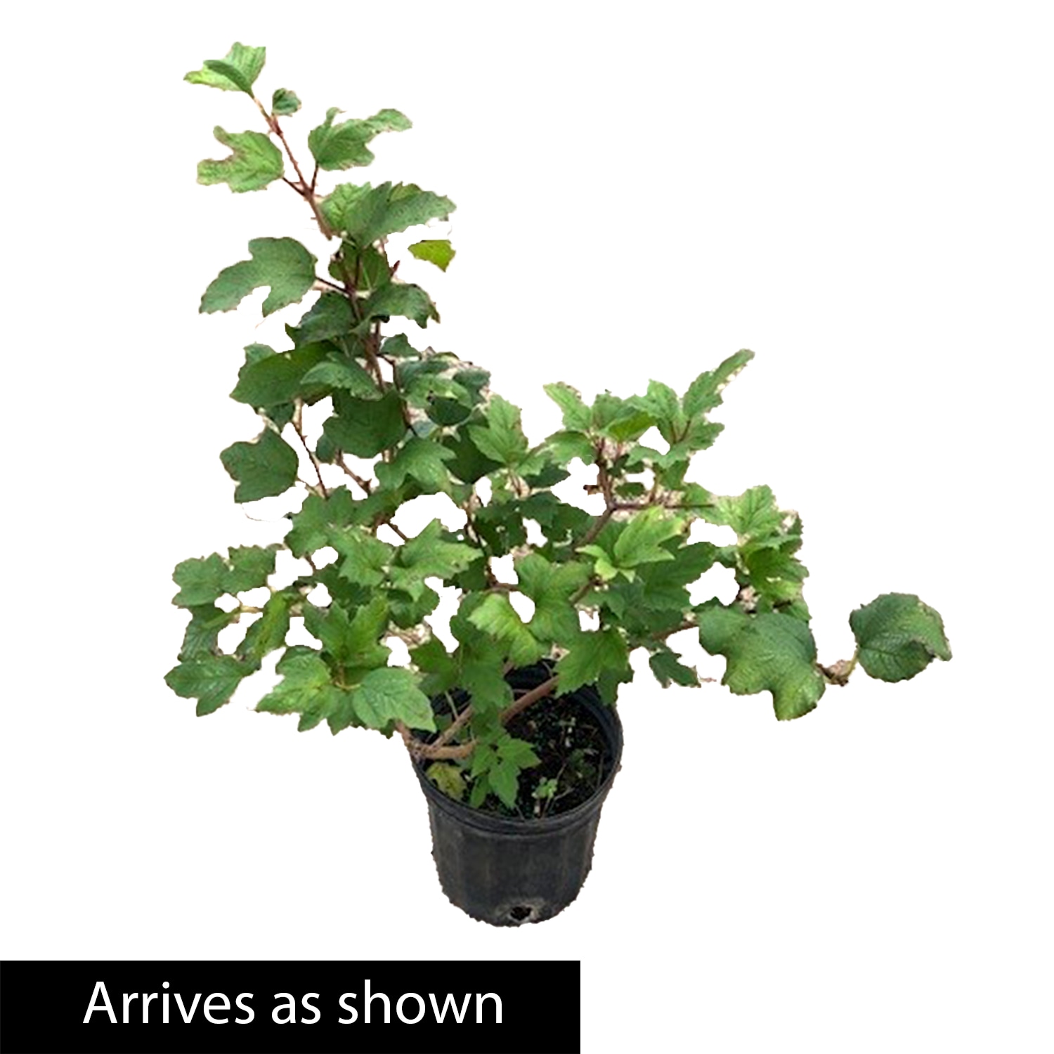 Gurney's Seed and Nursery 84416 shrubs - View #4
