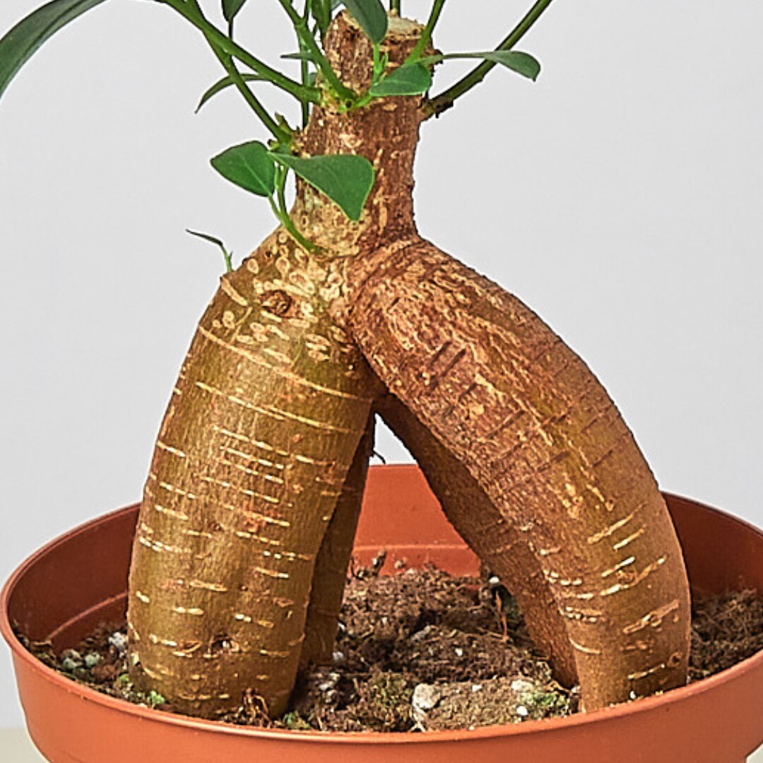 House Plant Shop 6-FICUS-GINSENG hseplants - View #3