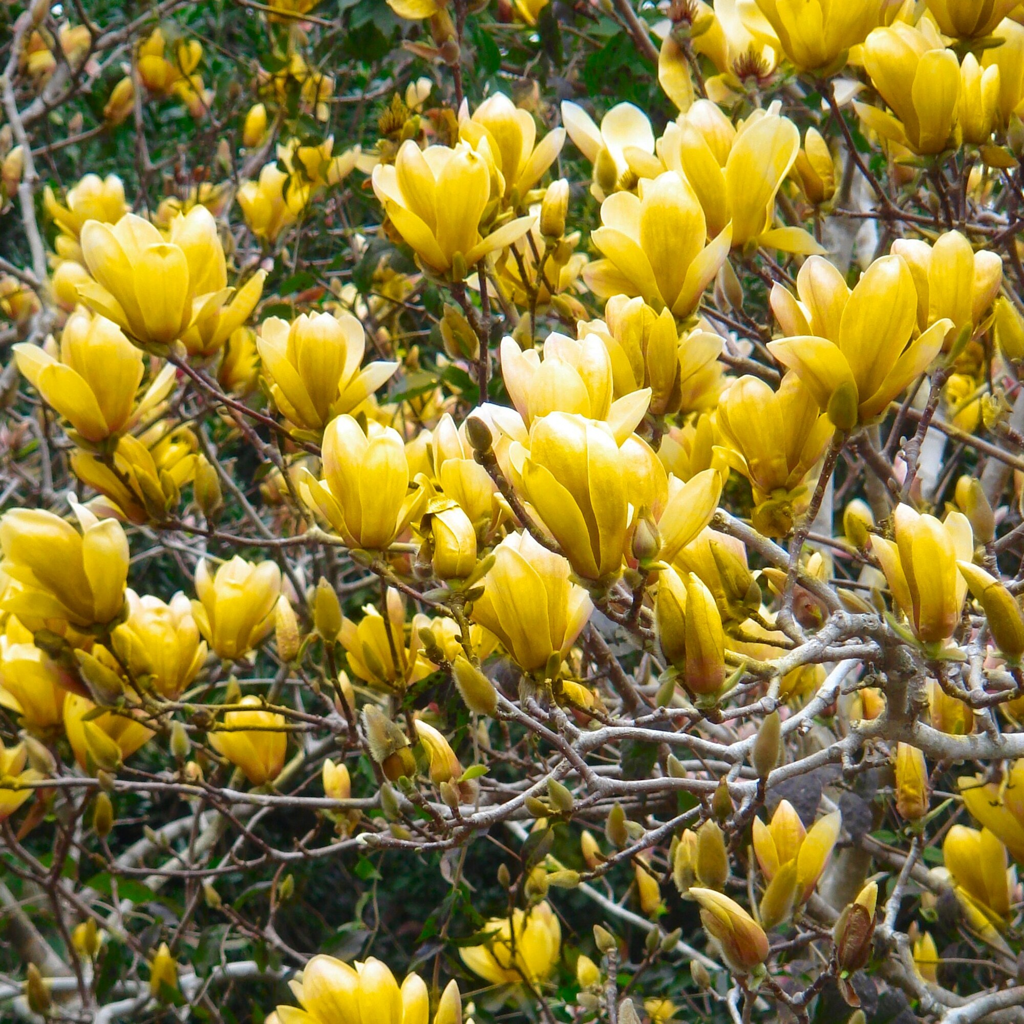 National Plant Network LW1346 shrubs - View #3
