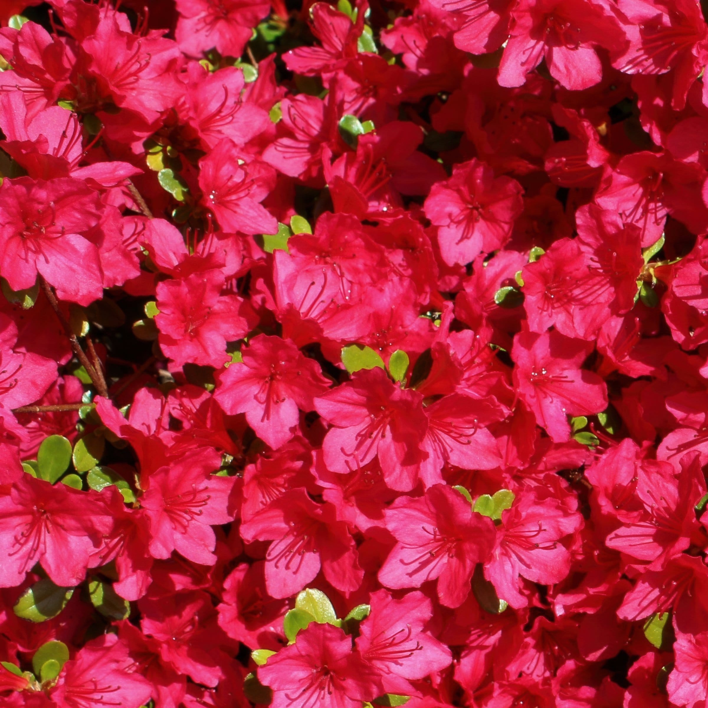 National Plant Network LW1839 shrubs - View #6