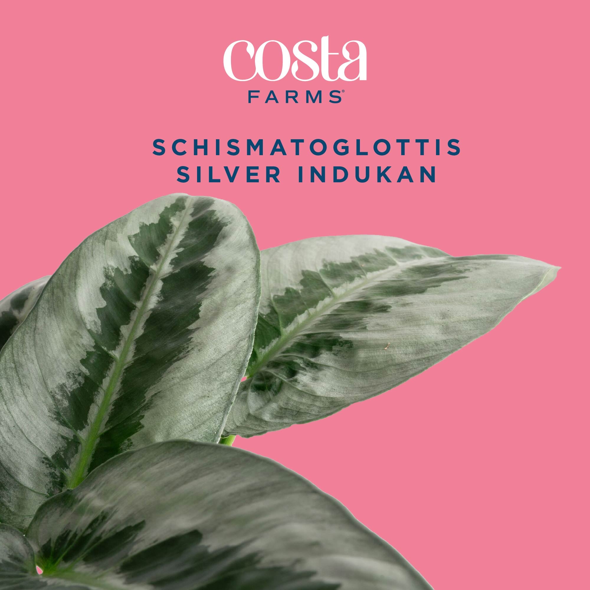 Costa Farms M-SCH-S-MWG-01-LW hseplants - View #3