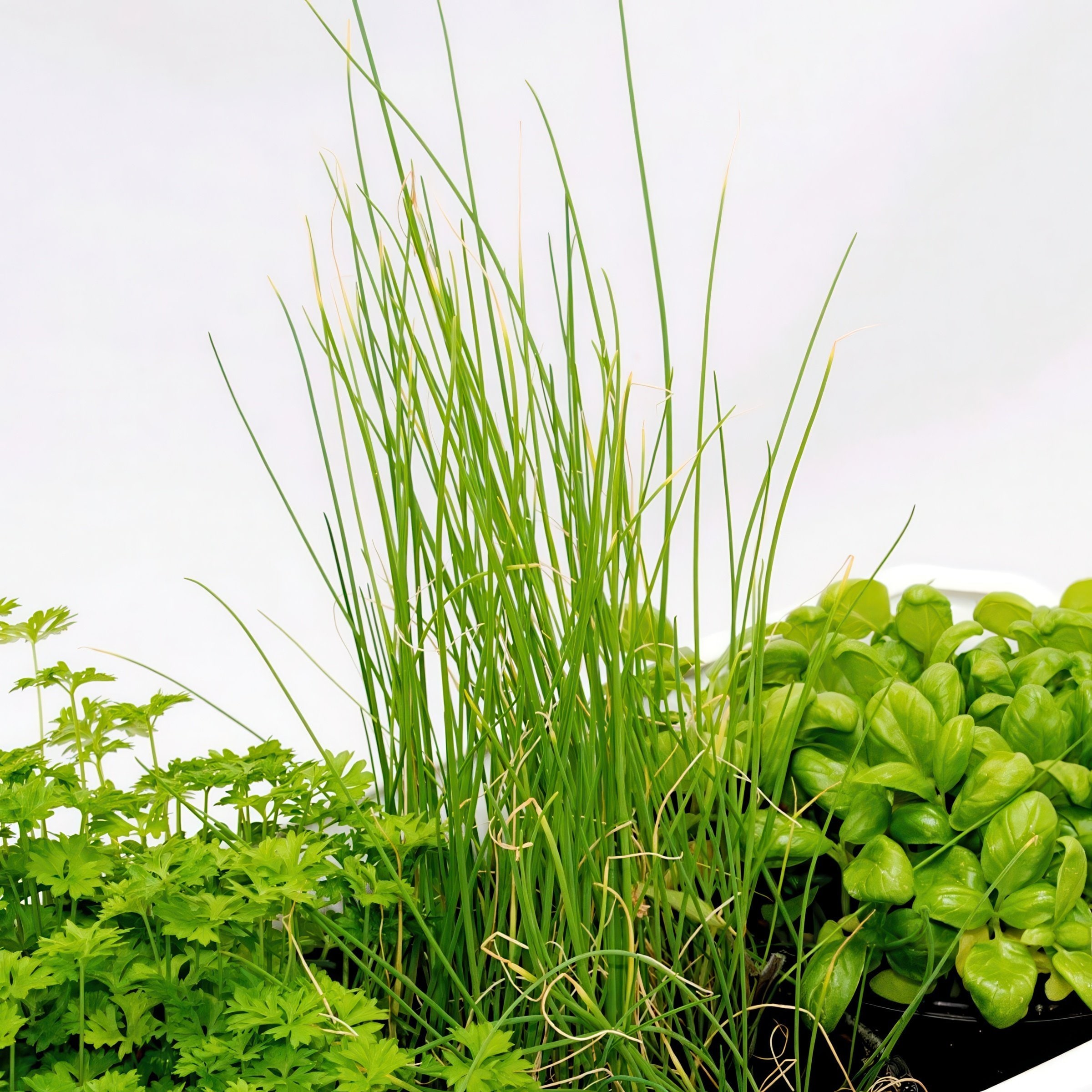 National Plant Network LW2591 Herb-Plants - View #11