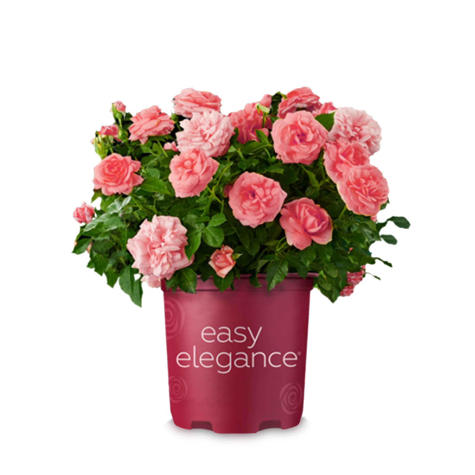 Fragrant Kiss Me Rose Shrubs at Lowes.com