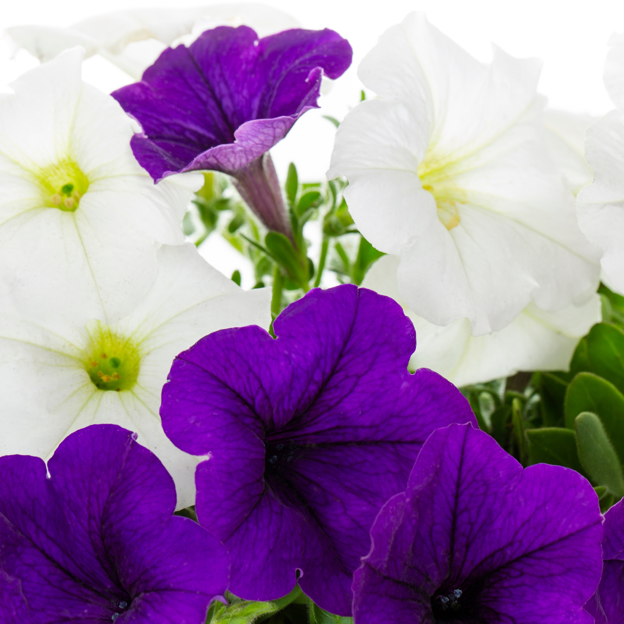 Lowe's 922705 annuals - View #12