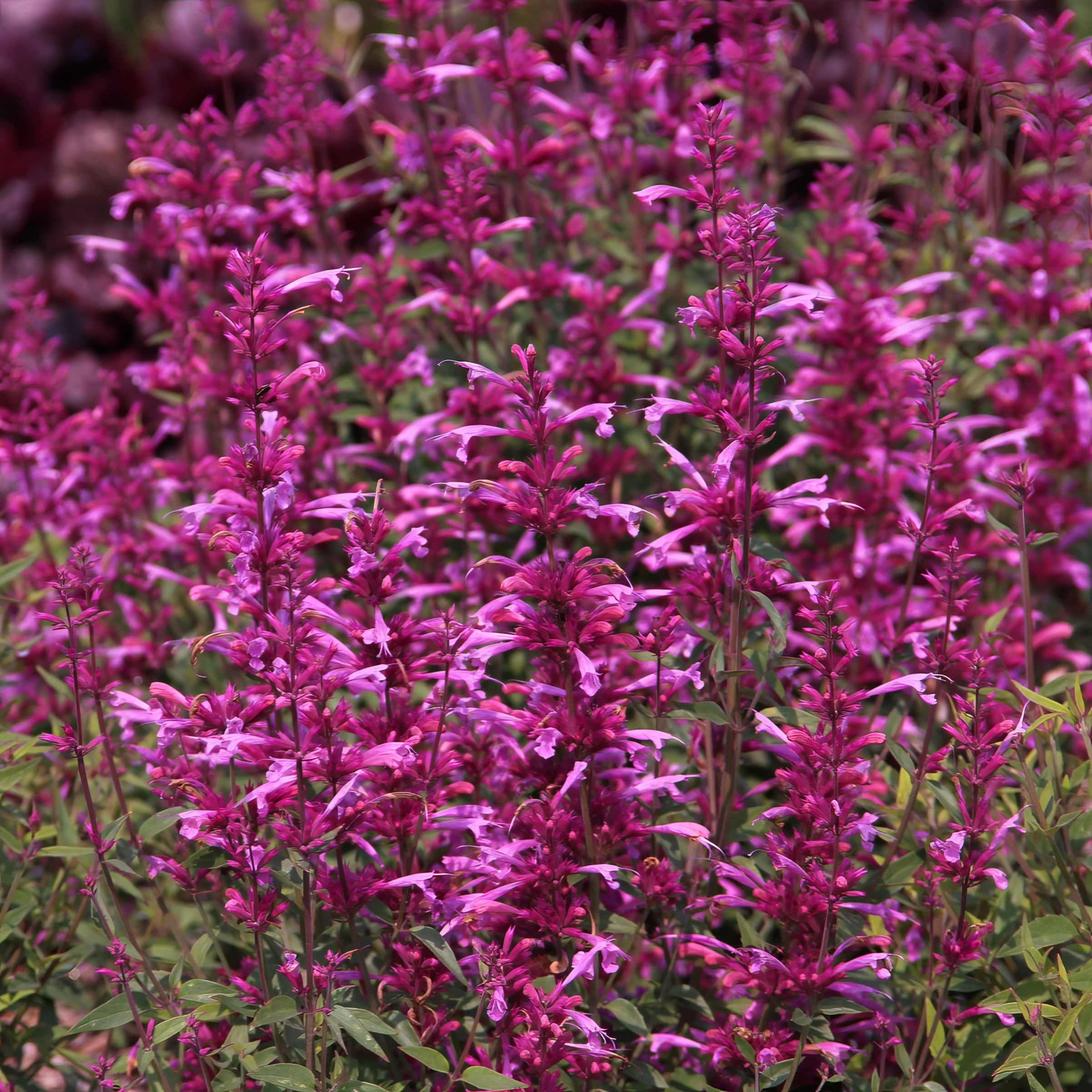 National Plant Network LW1702 perennials - View #7
