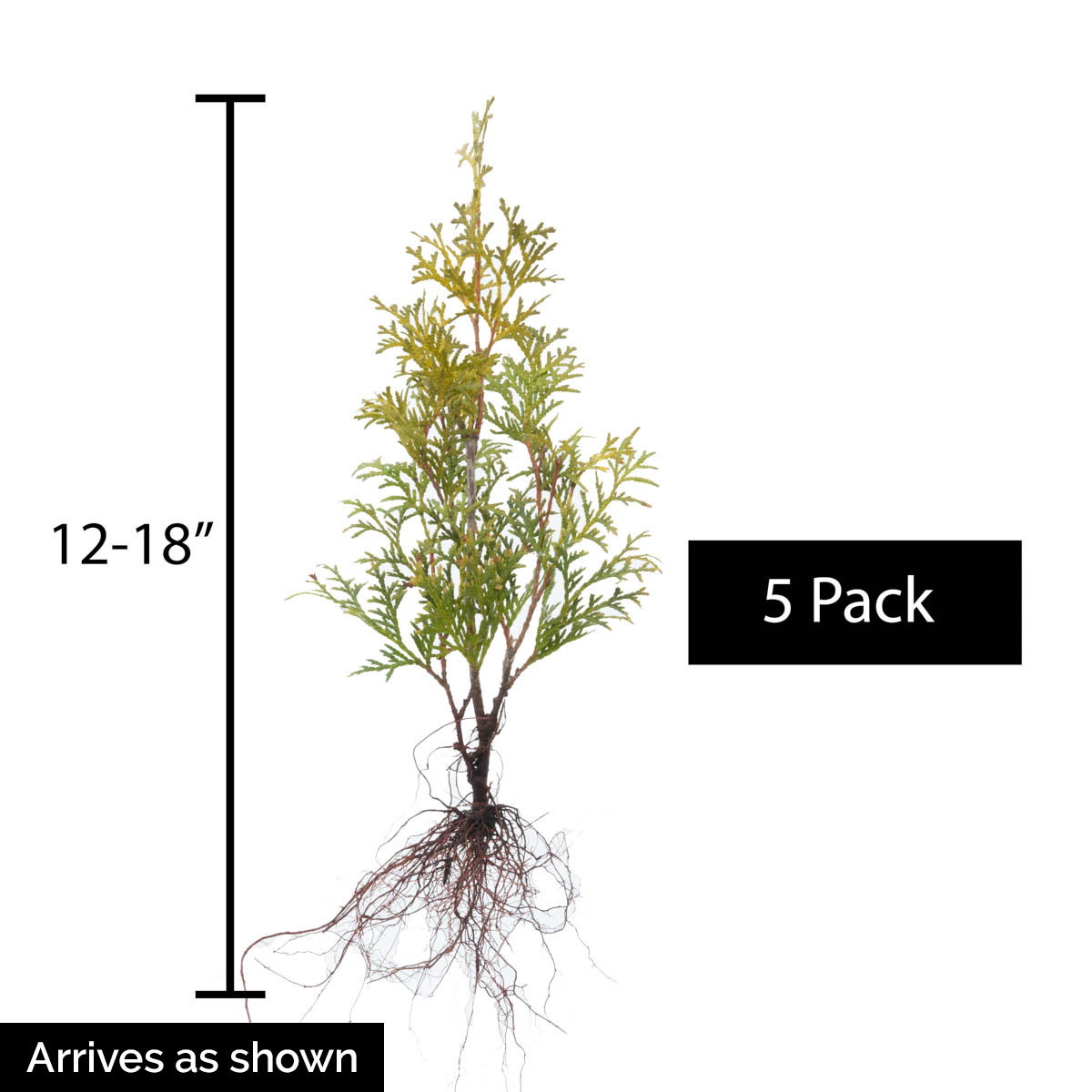 Spring Hill Nurseries 64582 shrubs - View #4