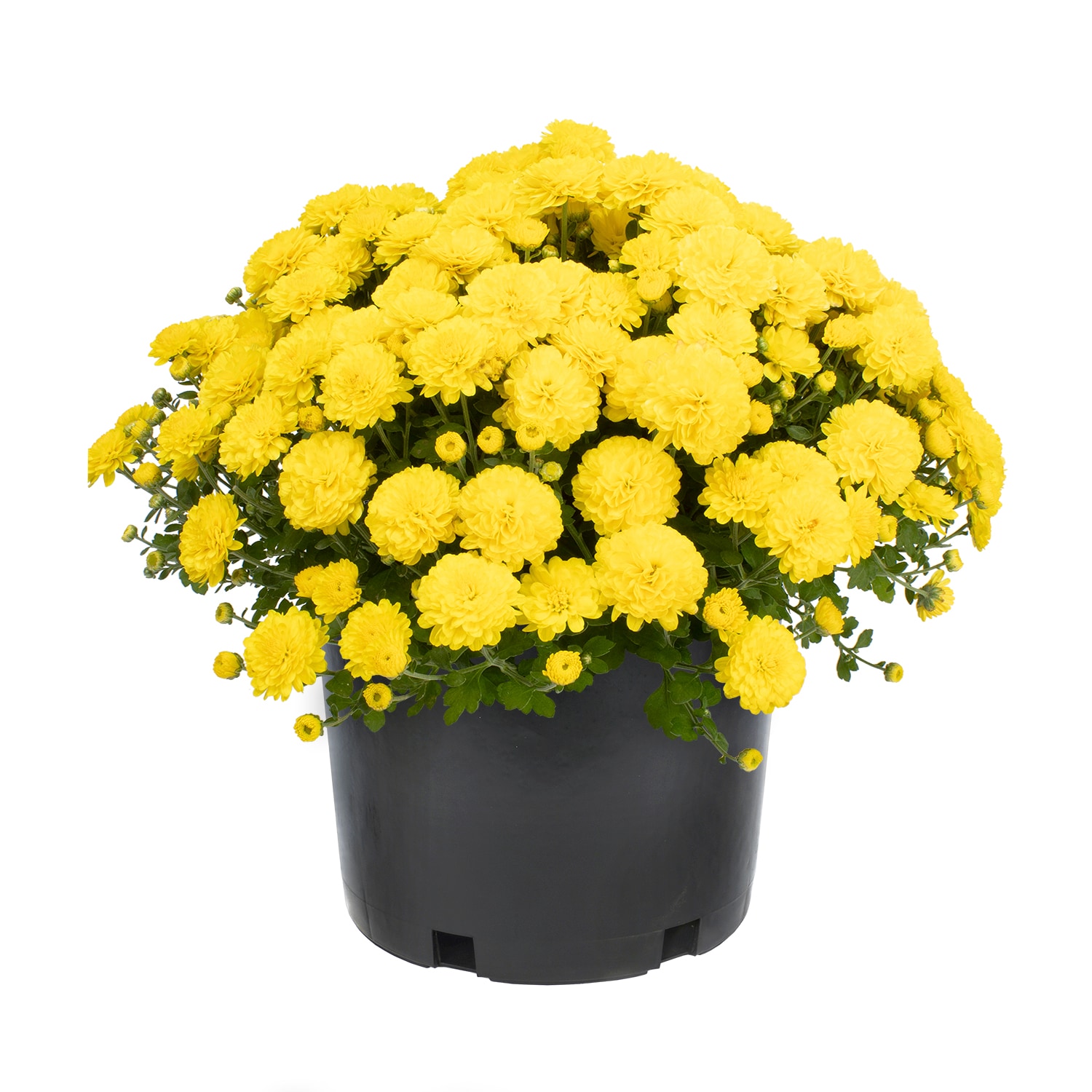 Altman Plants 0881449 Yellow Mum in 3.8 Quart(s) Pot 1 -Pack
