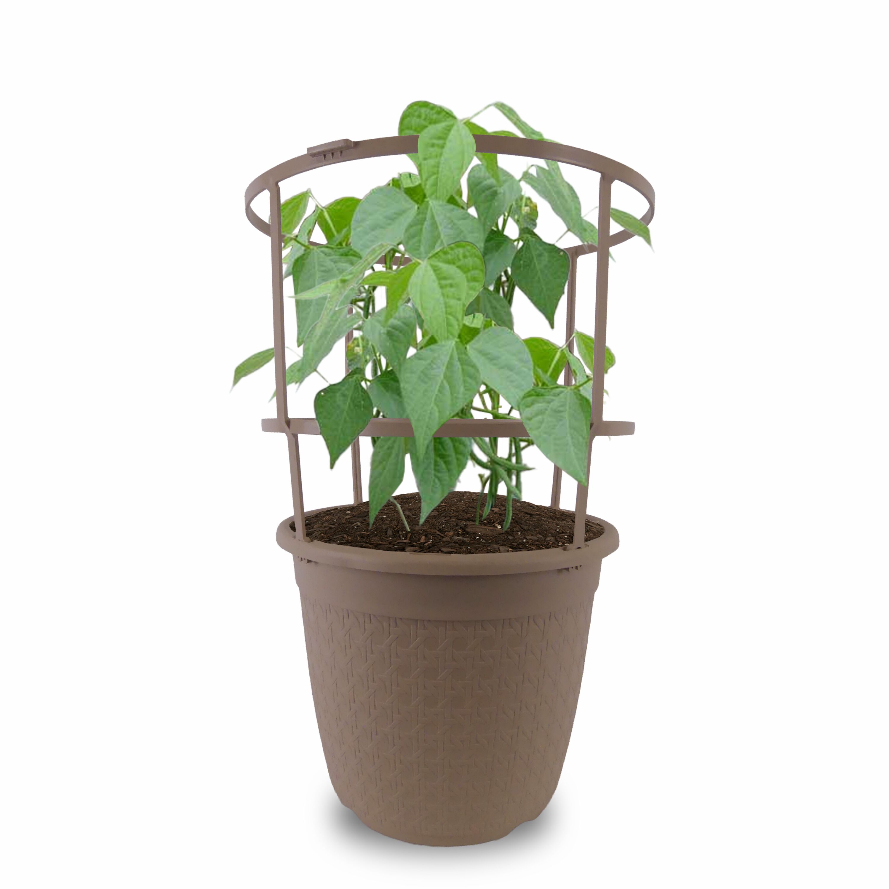 jade plant leaves yellow Variegated Jade Plant (Bare Rooted) – Kumaun Plants
