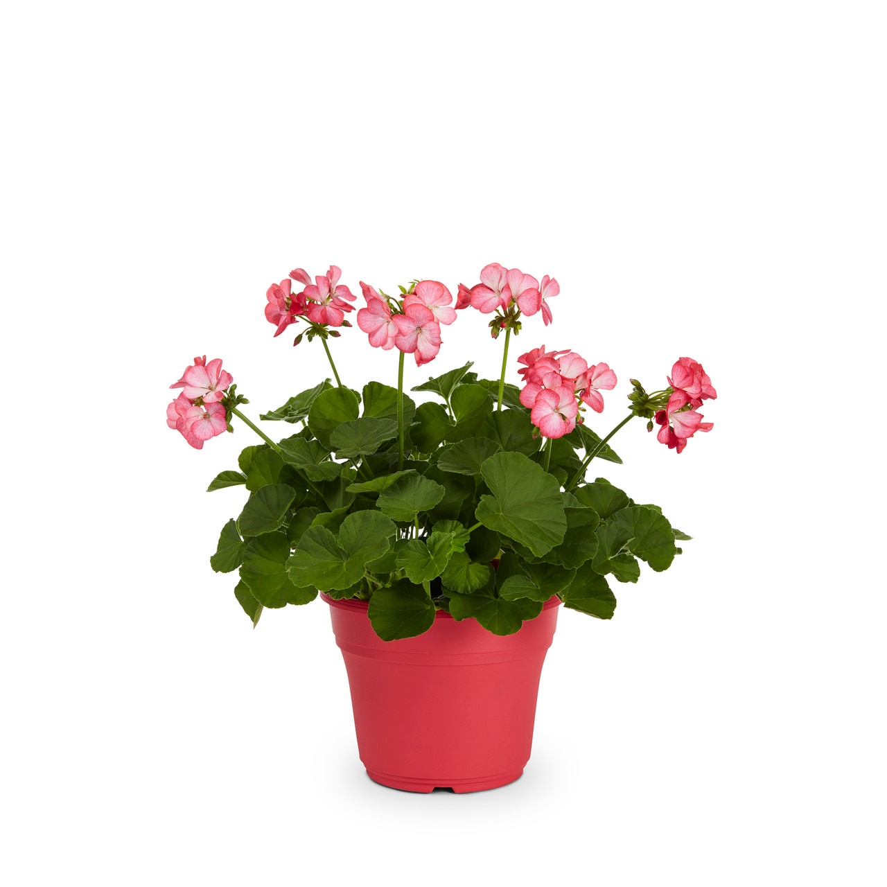 Metrolina Greenhouses 5038 annuals - View #2