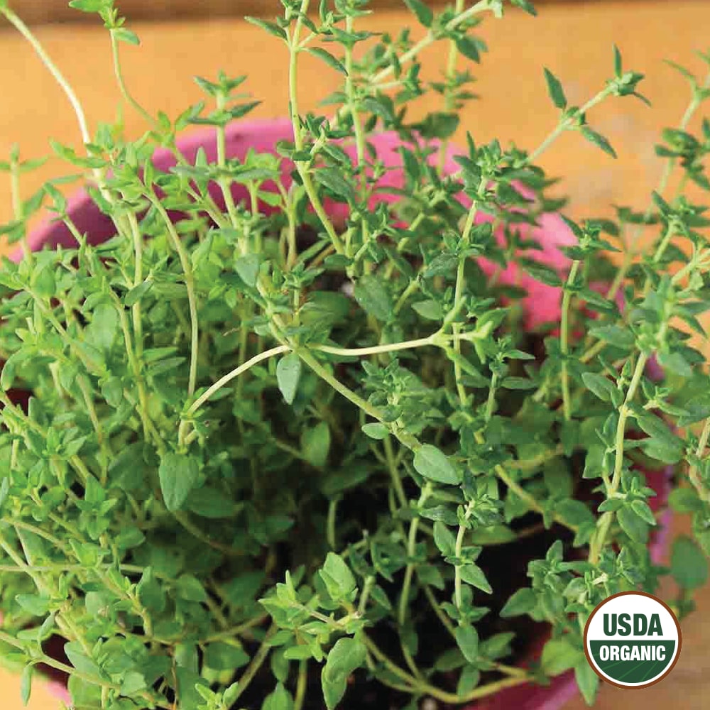 Ferry-Morse LC25.1375 Vegetable-Herb-Seeds - View #3