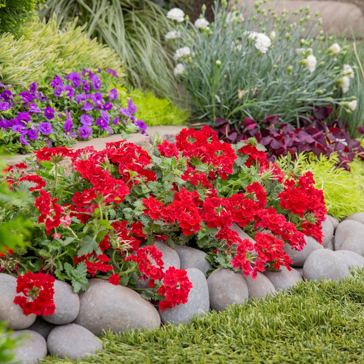 Proven Winners 4796 annuals - View #4