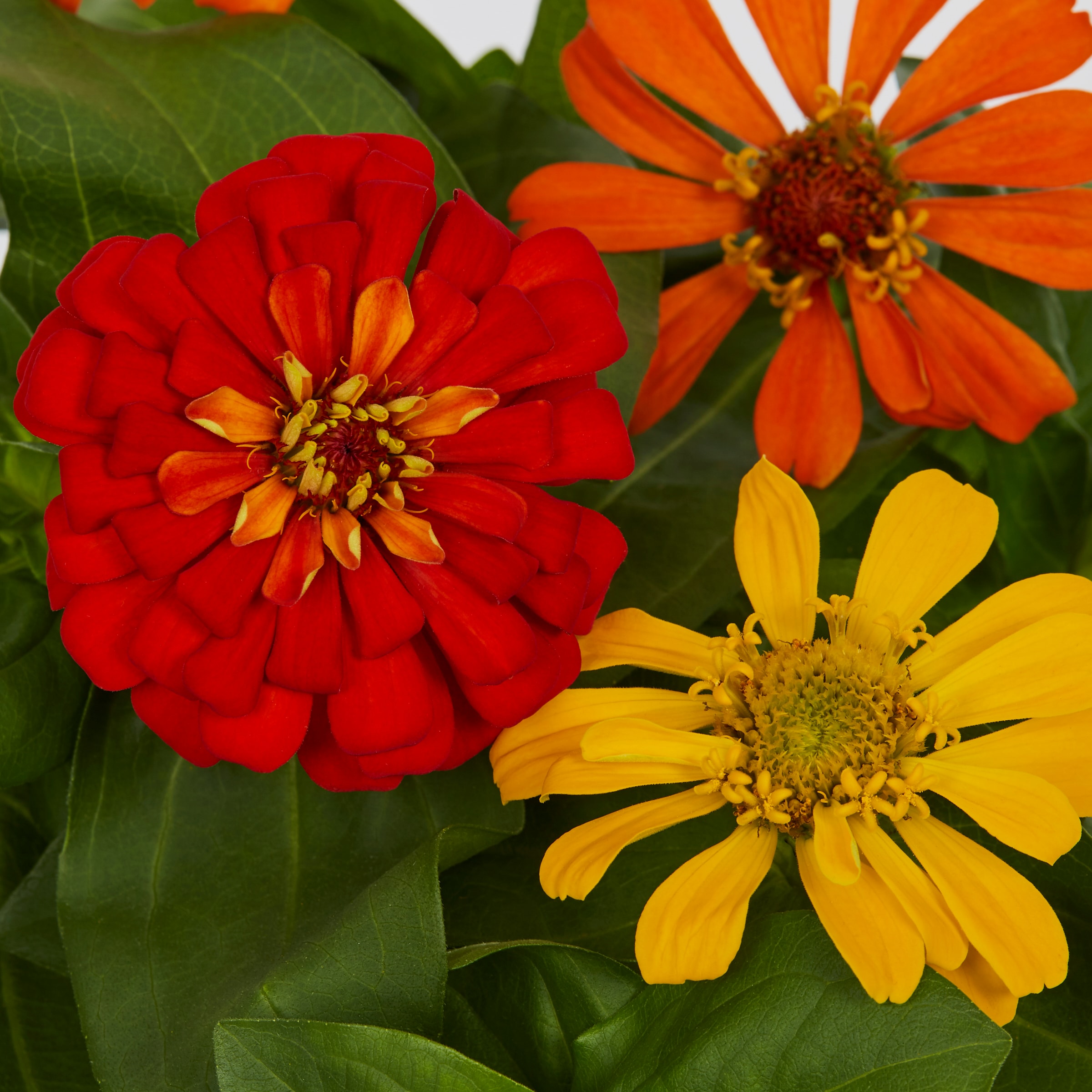 Lowe's NURSERY annuals - View #2