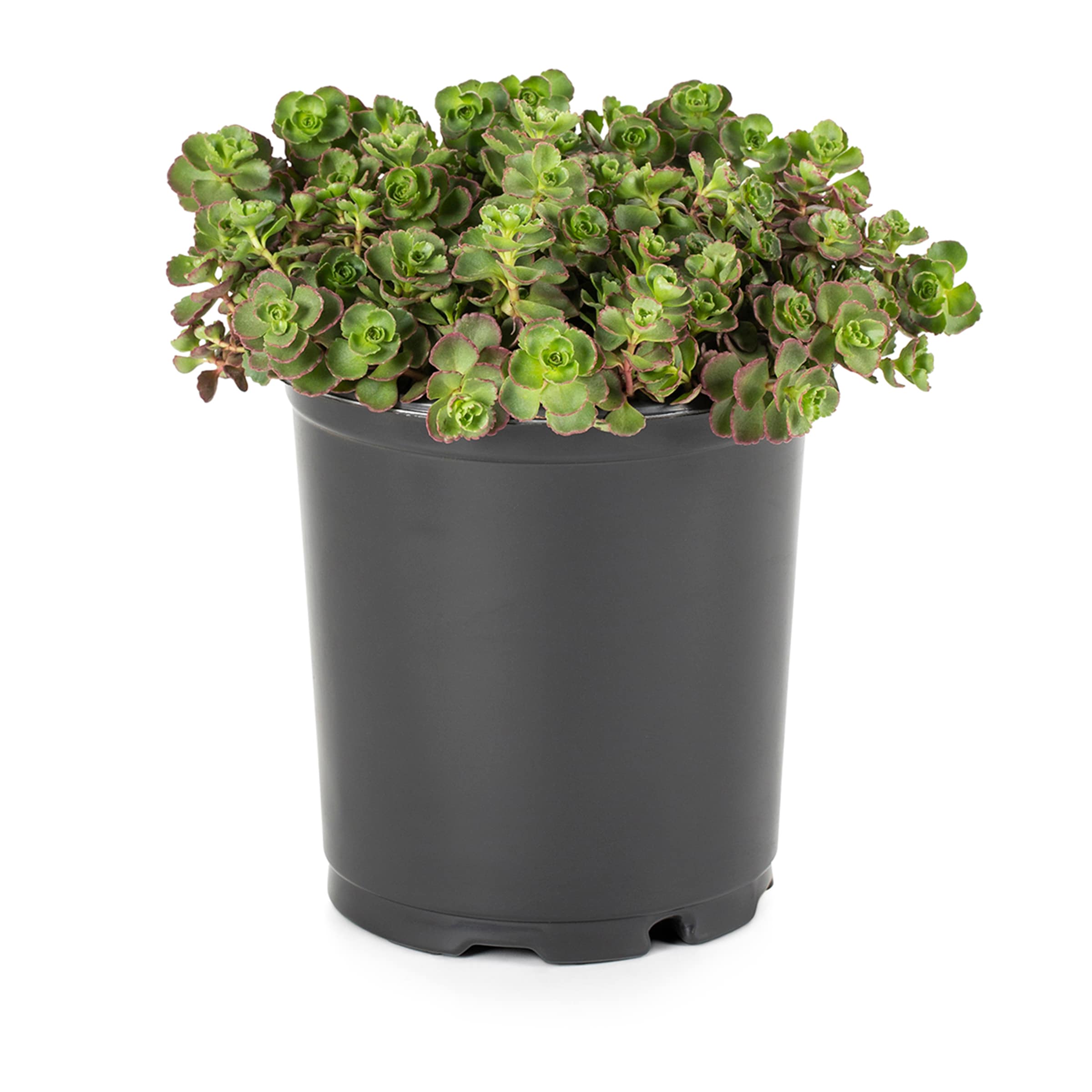Lowe's 131700 Multicolor Pincushion Plant in 2.5 -Quart Pot 1 -Pack