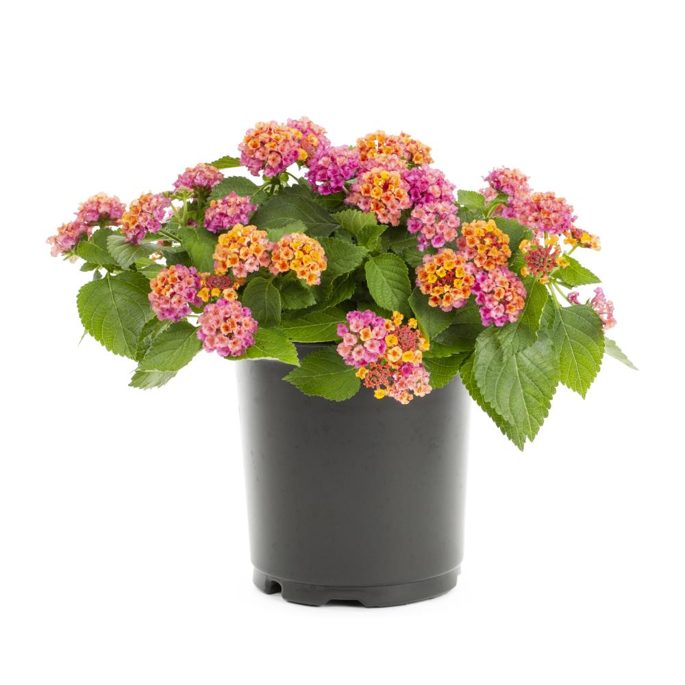 Lowe's Multicolor Lantana Plant in 2.5-Quart Pot