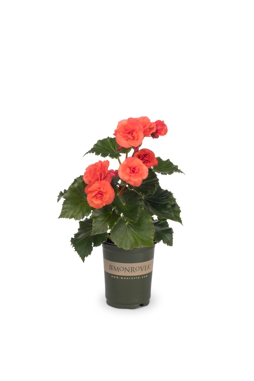 Monrovia 4834 annuals - View #5