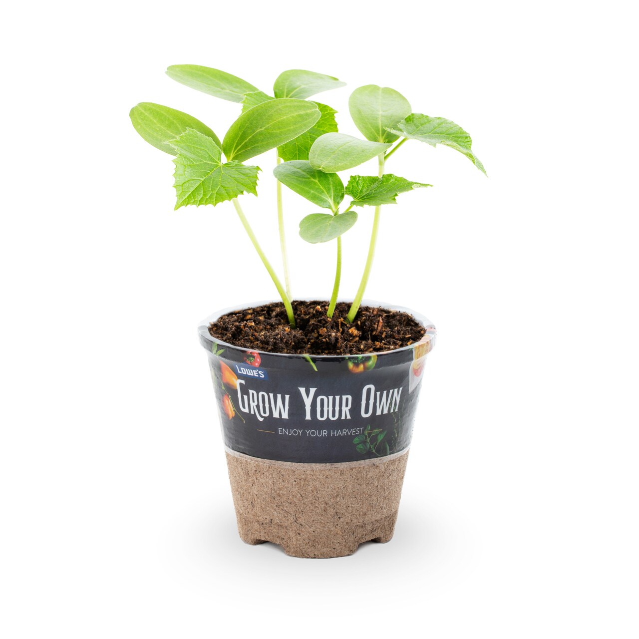  4883 Vegetable-Plants - View #4