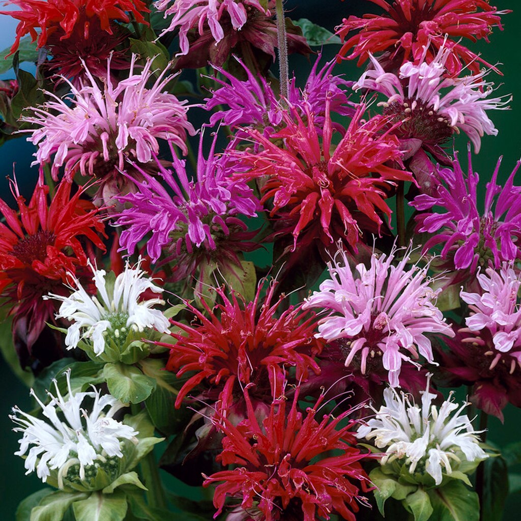 Van Zyverden 83762 Multicolor Monarda Mixture Bulbs 5 Count