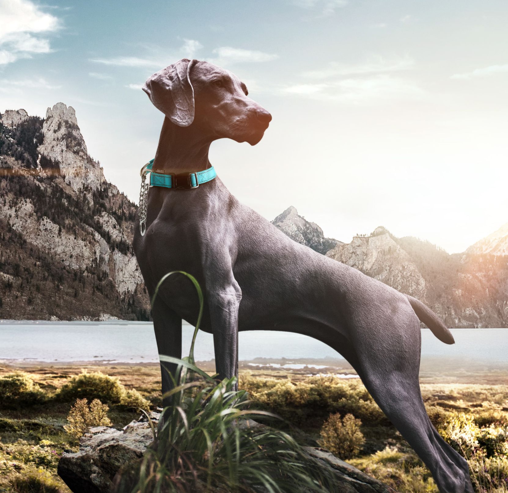 Pet Life CL15BLSM Dog-Collars-Harnesses - View #2