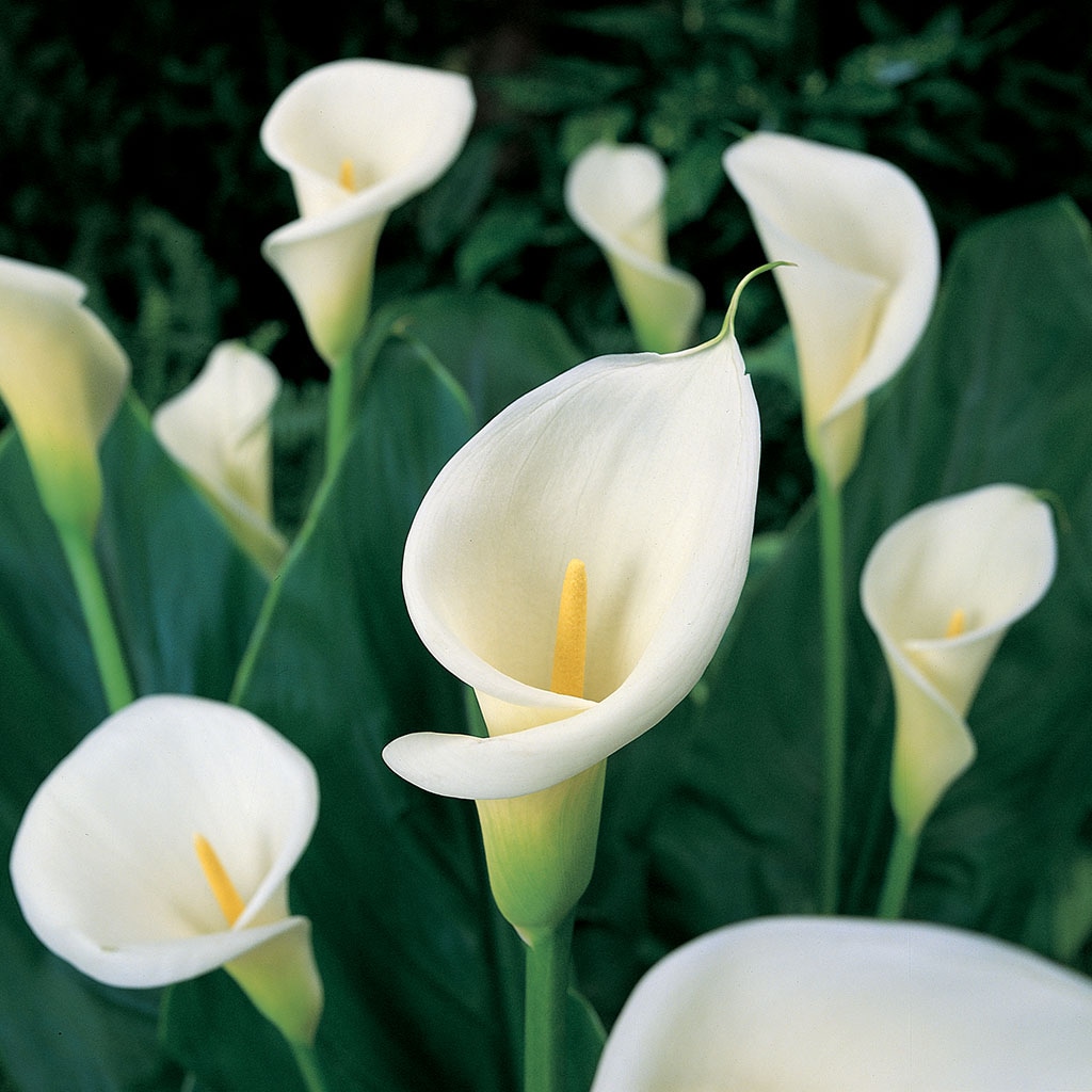 White Calla Aethiopica Bulbs Bagged 5-Count in the Plant Bulbs ...