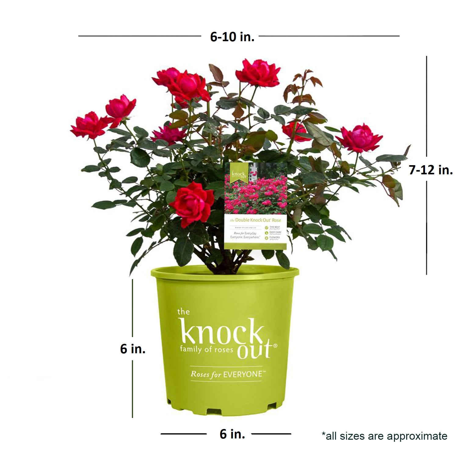 Knockout Roses 71371-1 roses - View #5