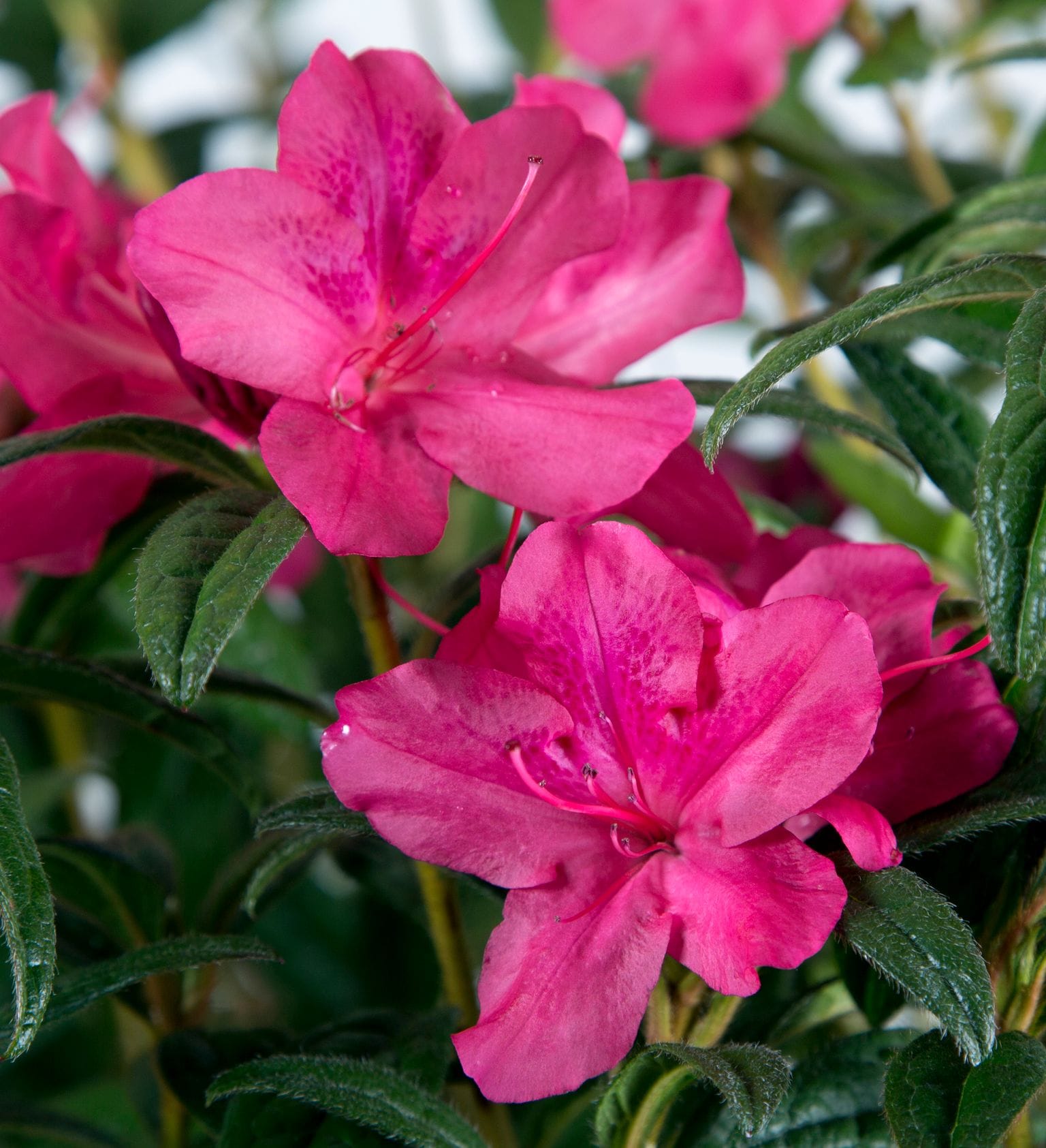 Encore Azalea Pink Autumn Jewel Azalea Flowering Shrub in 1-Gallon Pot ...